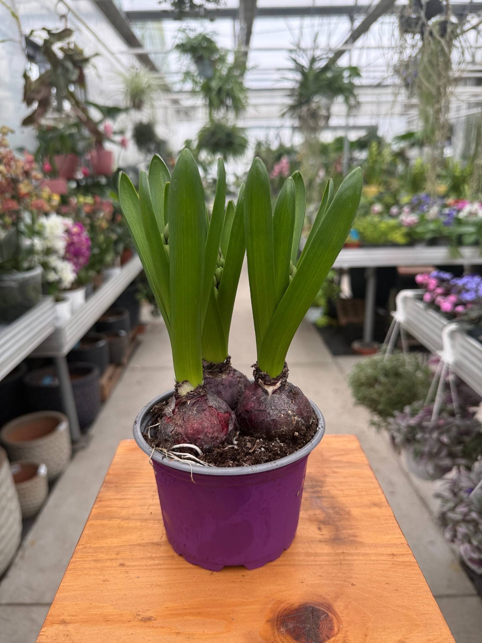 HIACYNT POTRÓJNY LAWENDOWY