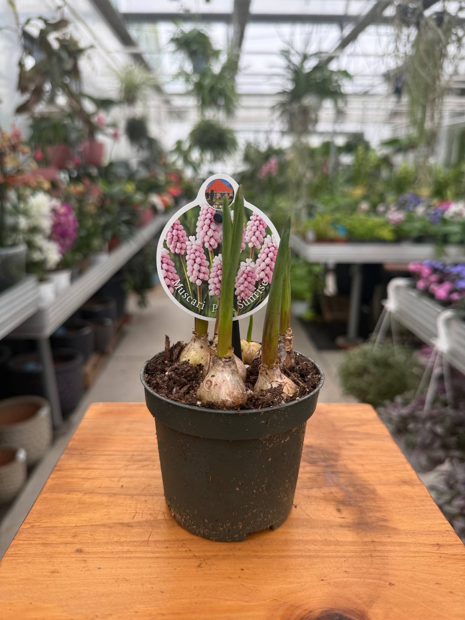 Szafirek Pink Sunrise