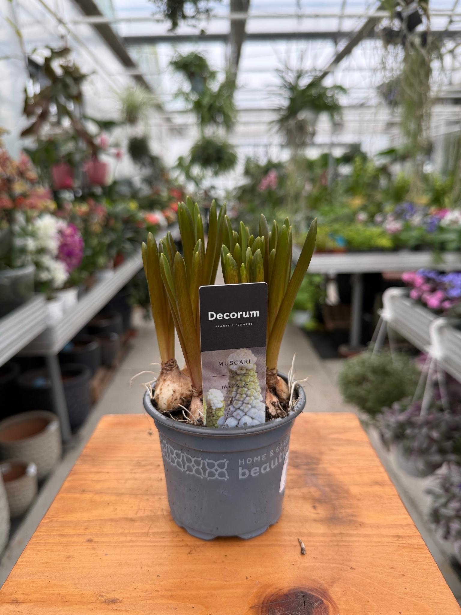 Szafirek White Spear