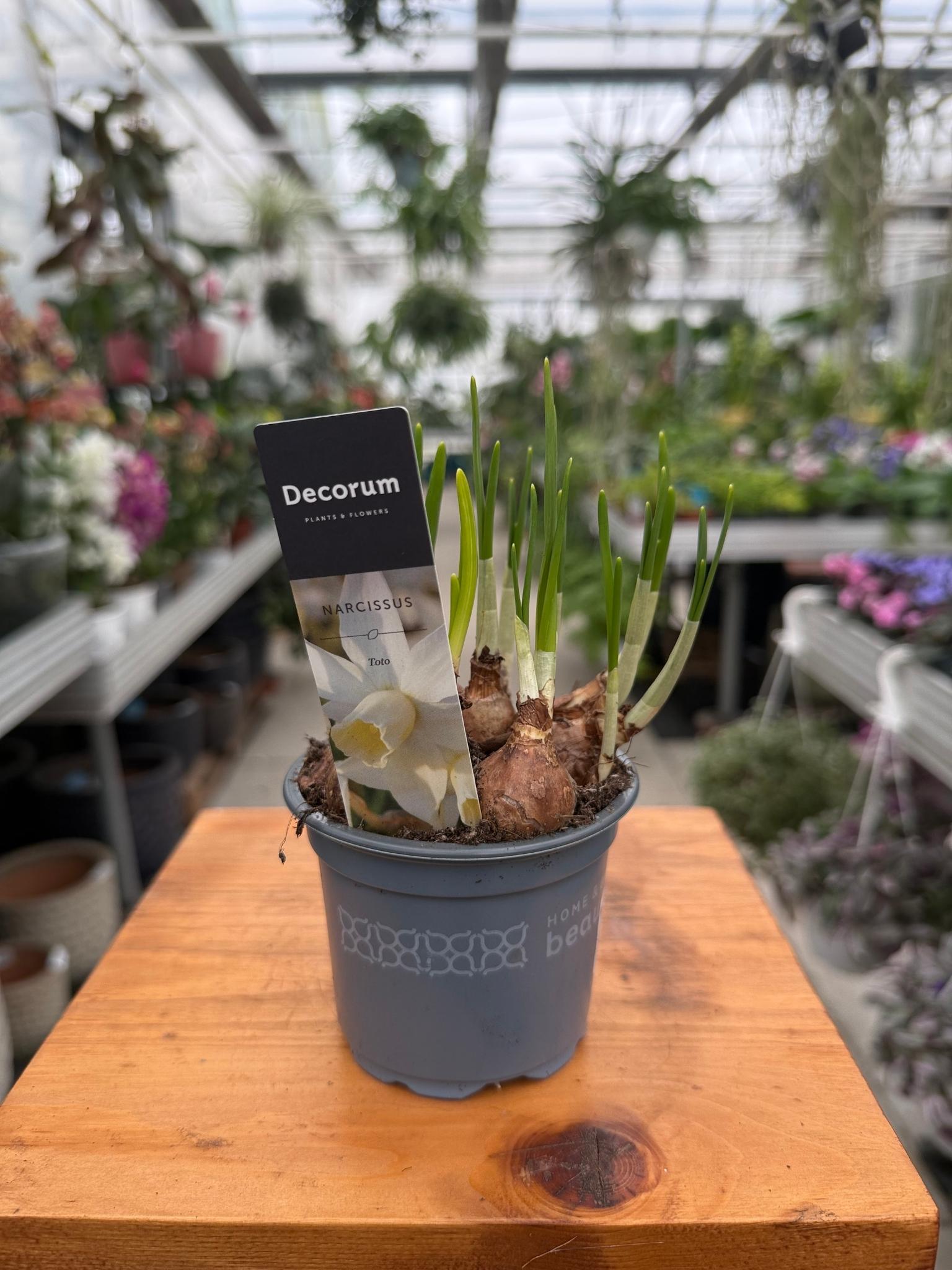 Narcyz biały WHITE TOTO