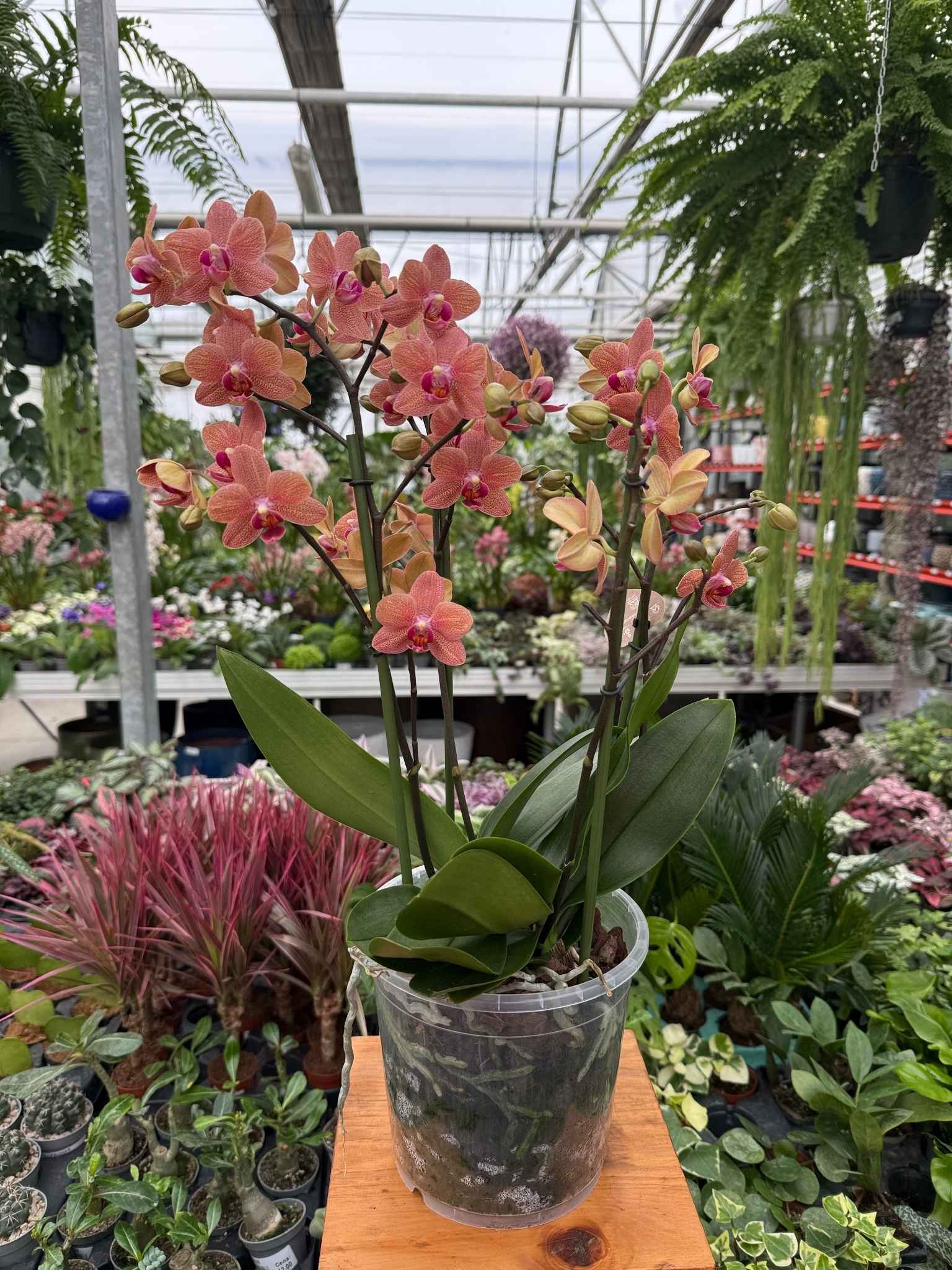 PHALENOPSIS MULTIFLORATYPES SUNSET LOVE P17