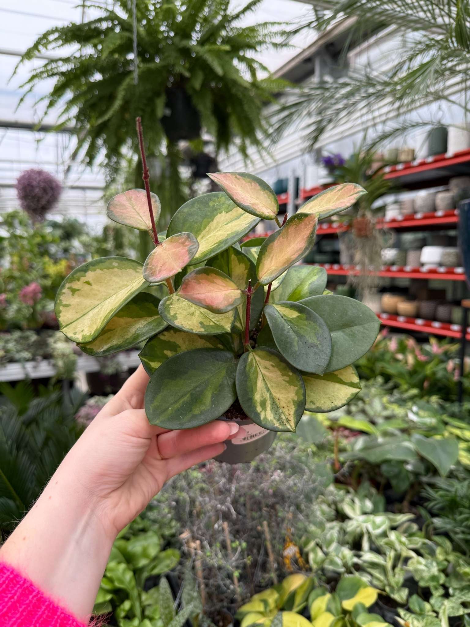 Hoya Carnosa Tricolor