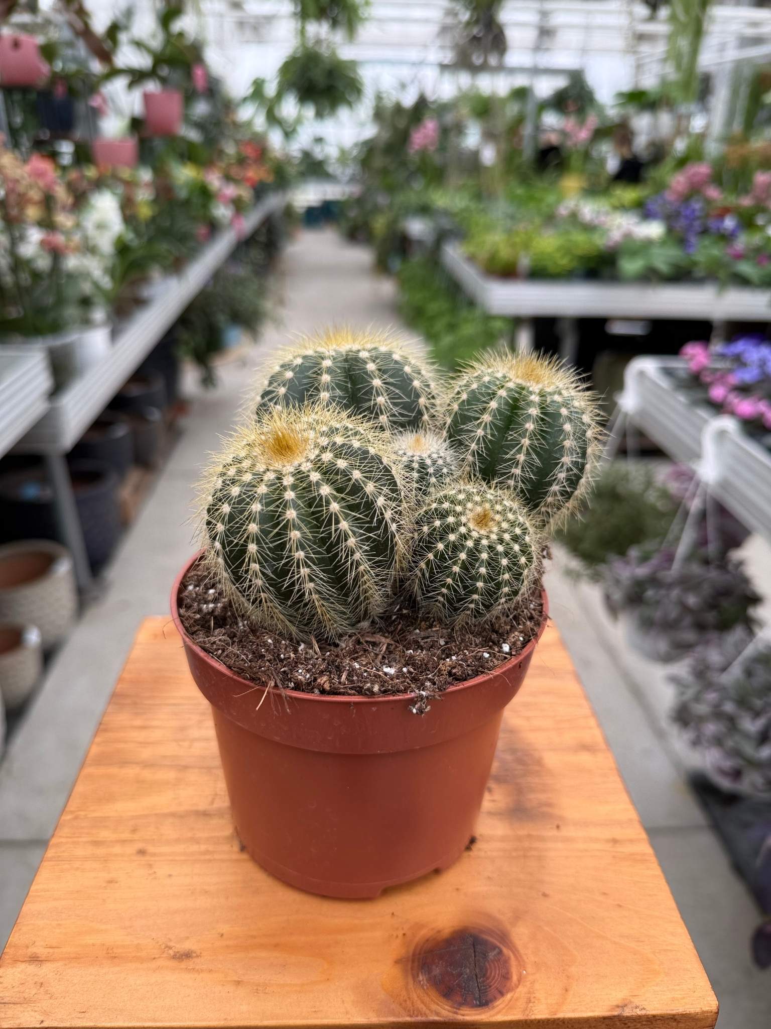 Cactus Noto Warassi p12