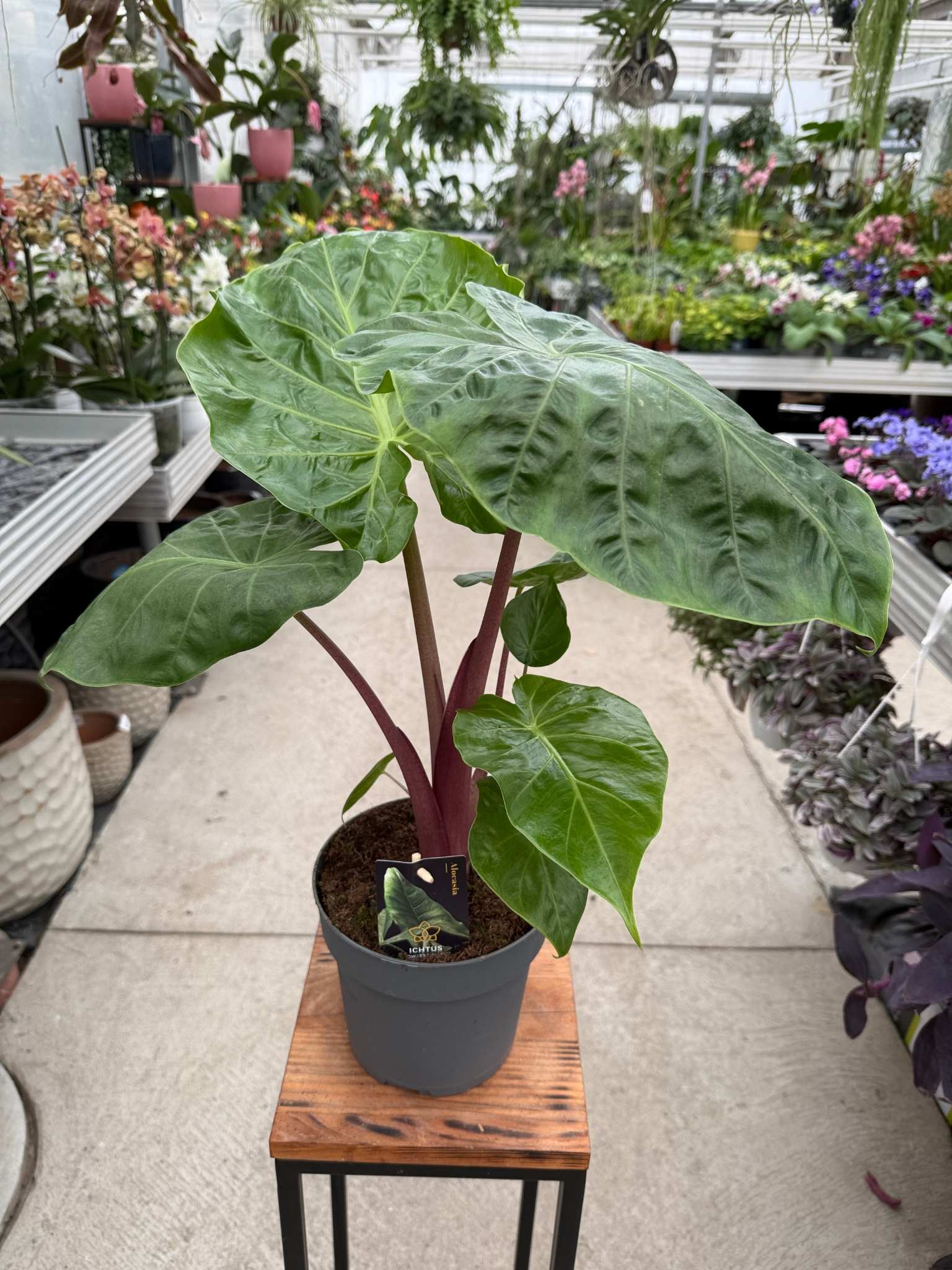 Alocasia Imperial Red P17