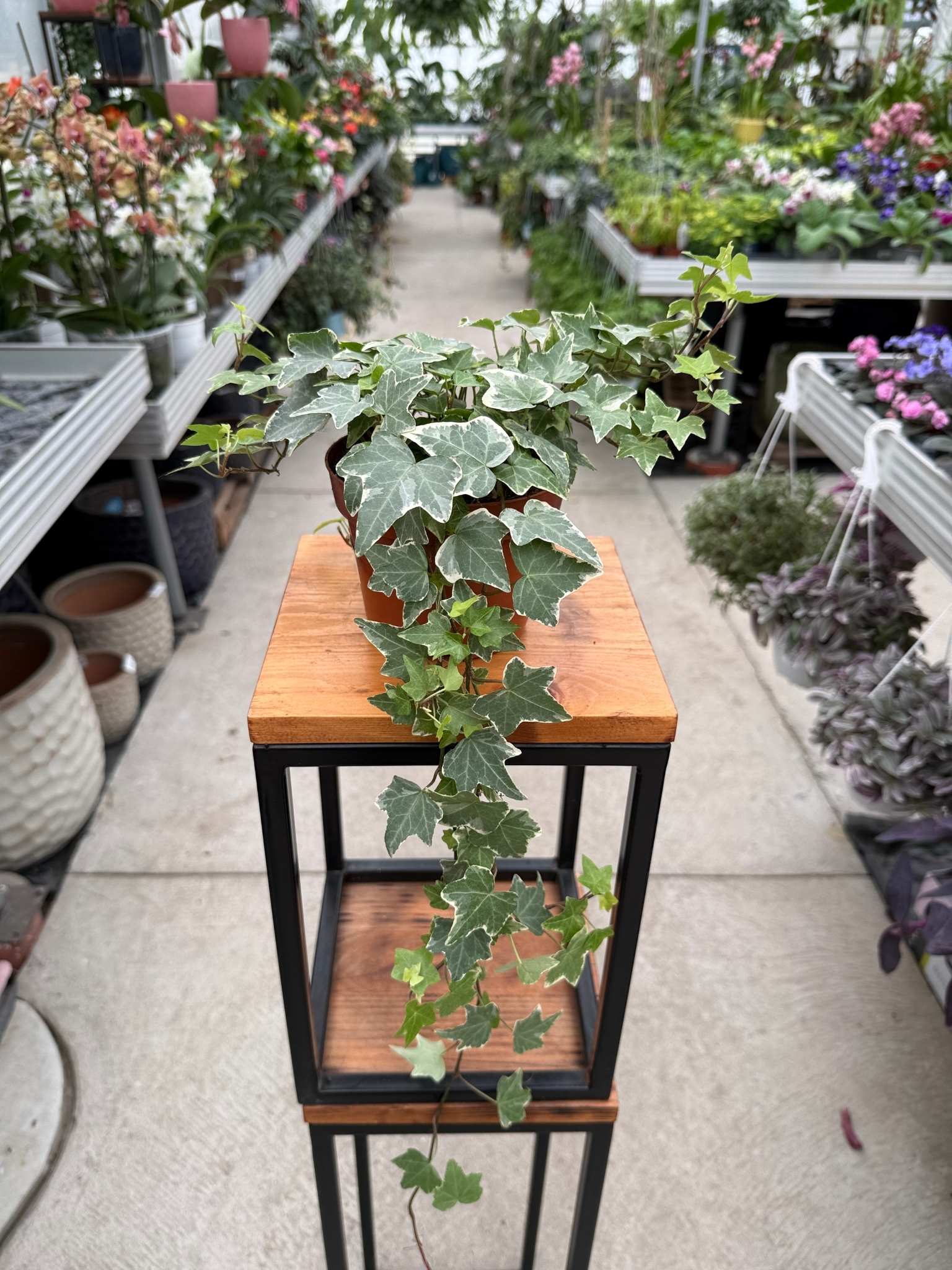 BLUSZCZ HEDERA HELIX WHITE RIPPLE P13