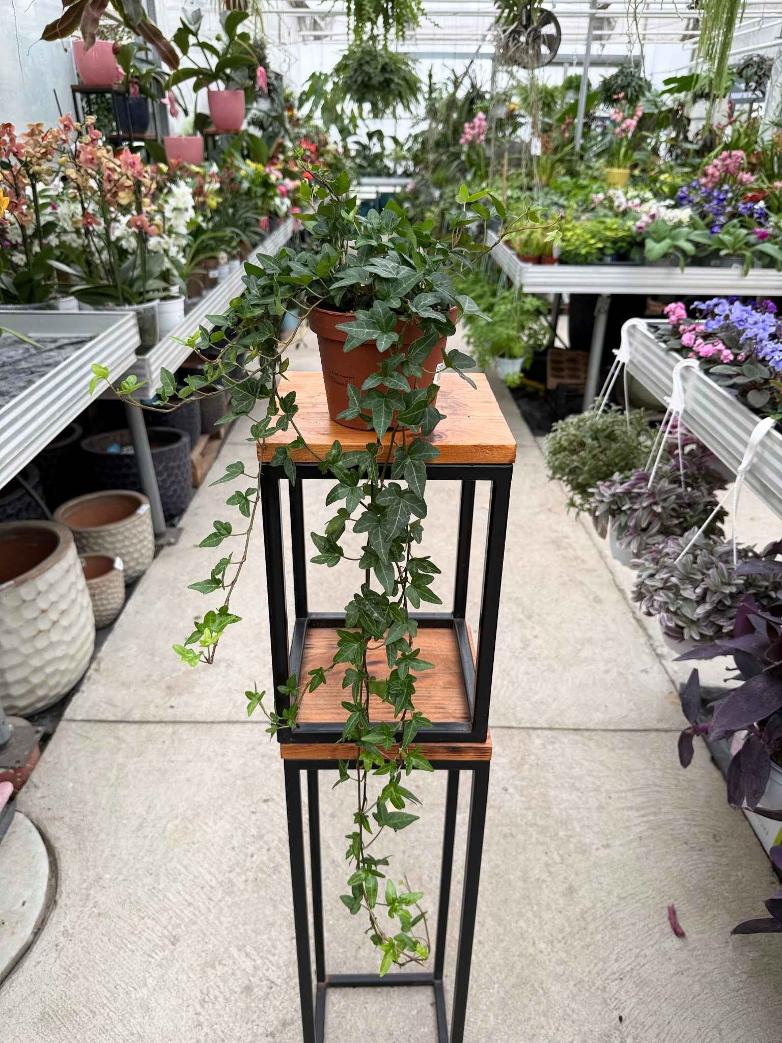 BLUSZCZ HEDERA HELIX SHAMROCK P13