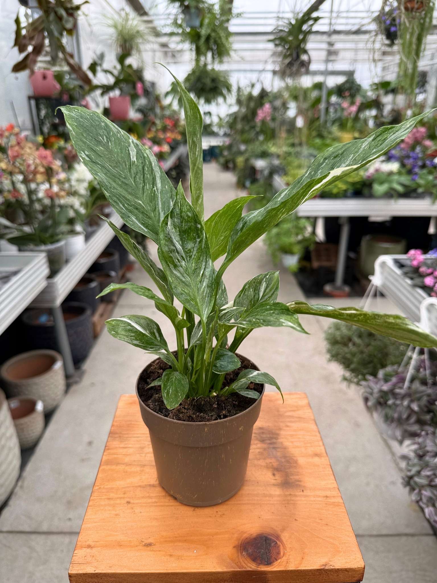 SPATHIPHYLLUM WALLISII VARIEGATA P11
