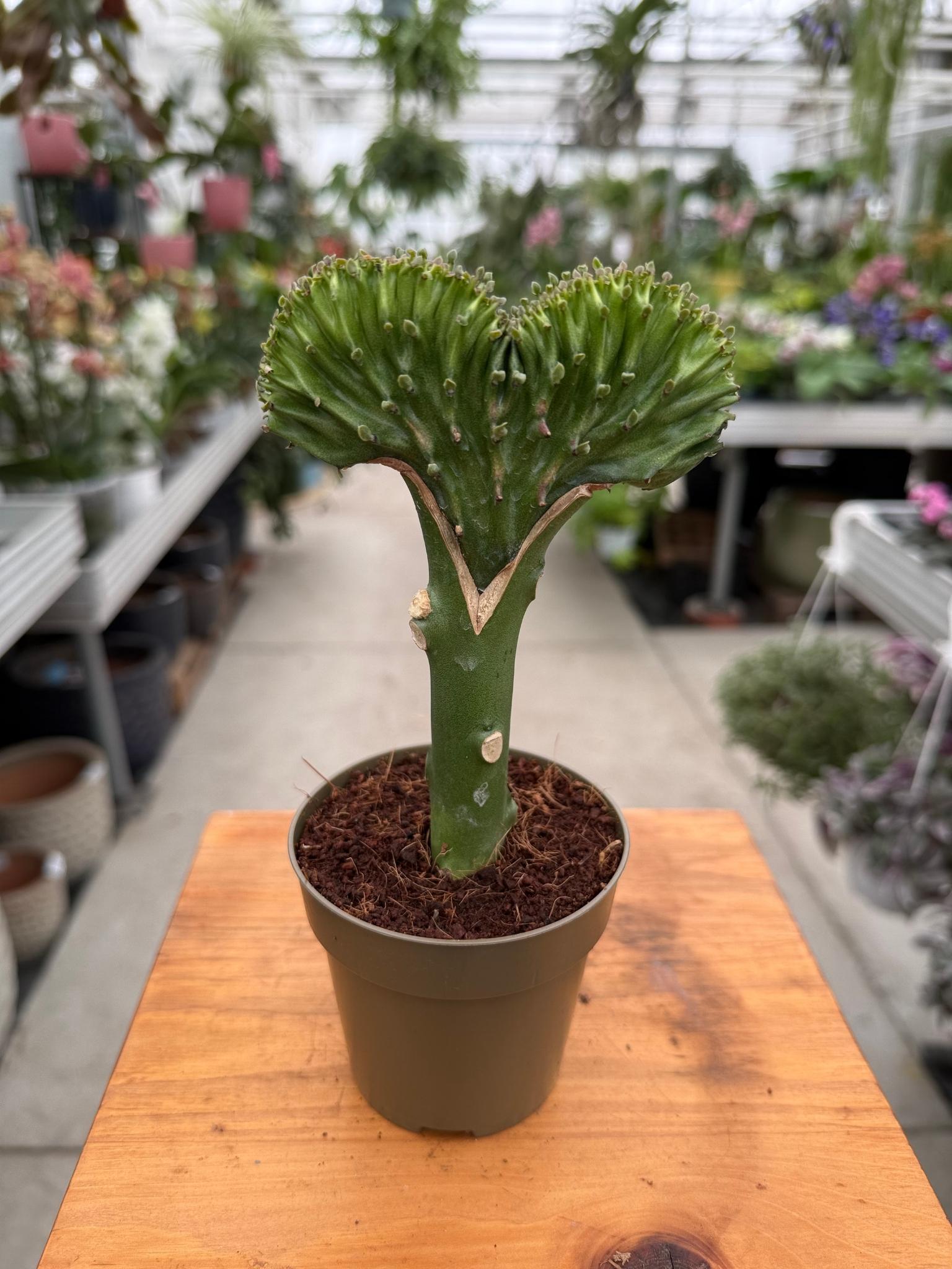 Euphorbia lactea zielona