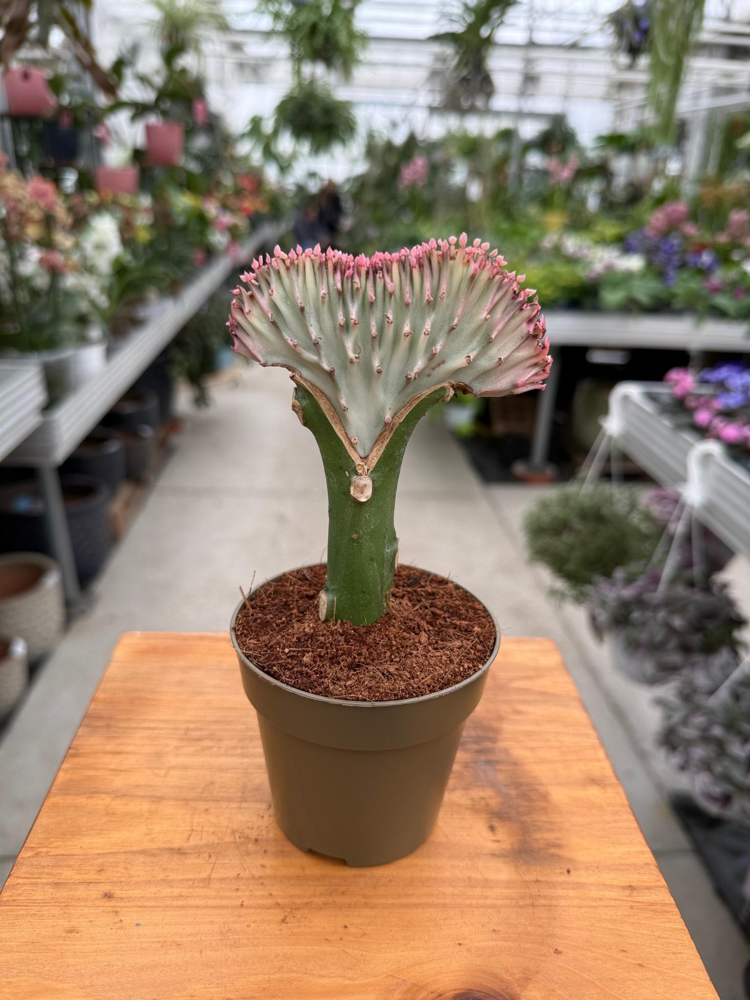 EUPHORBIA LACTEA RÓŻOWA P8,5