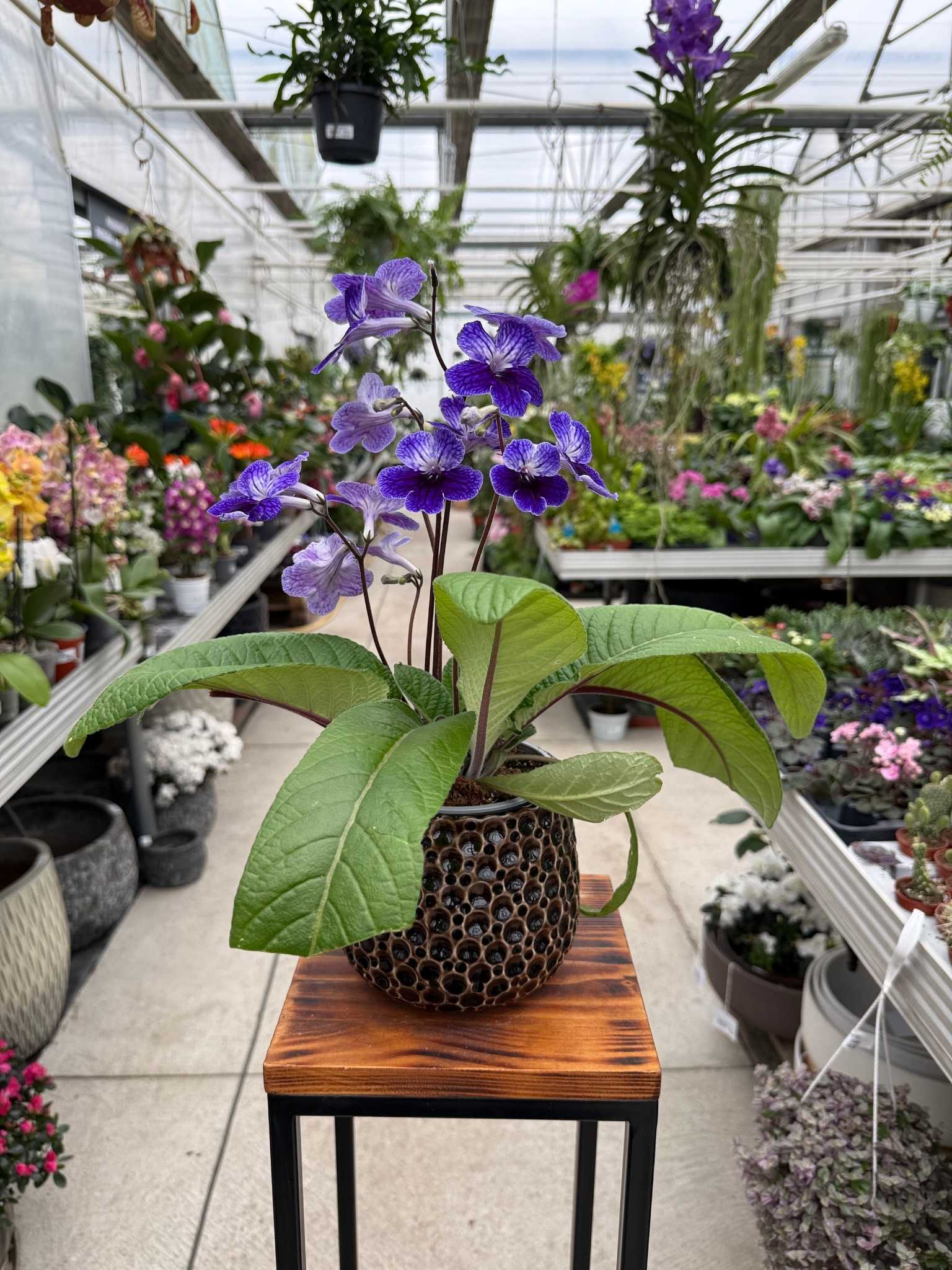 Skrętnik fioletowo-biały