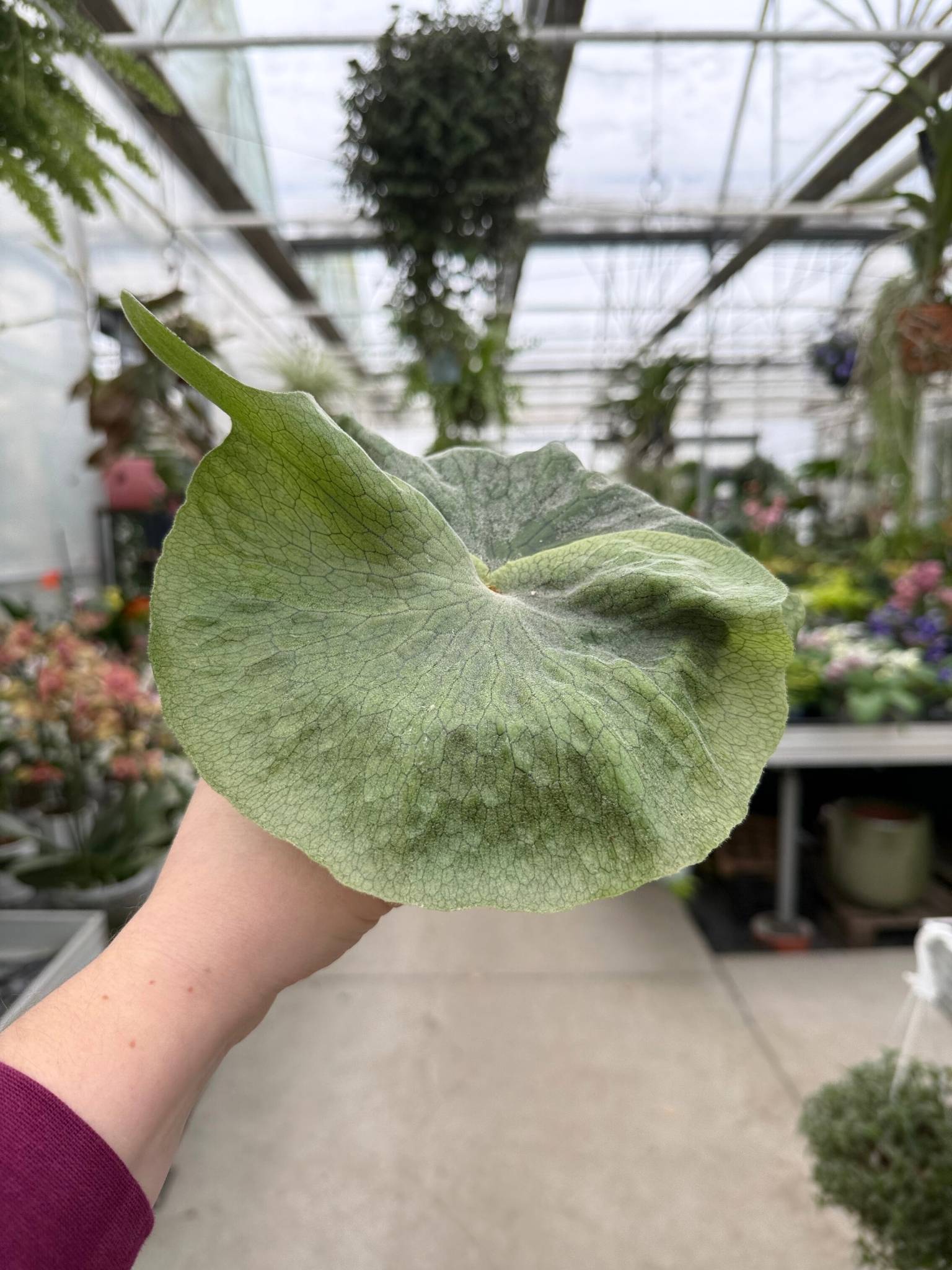 PAPROĆ PLATYCERIUM SUPERBUM P12