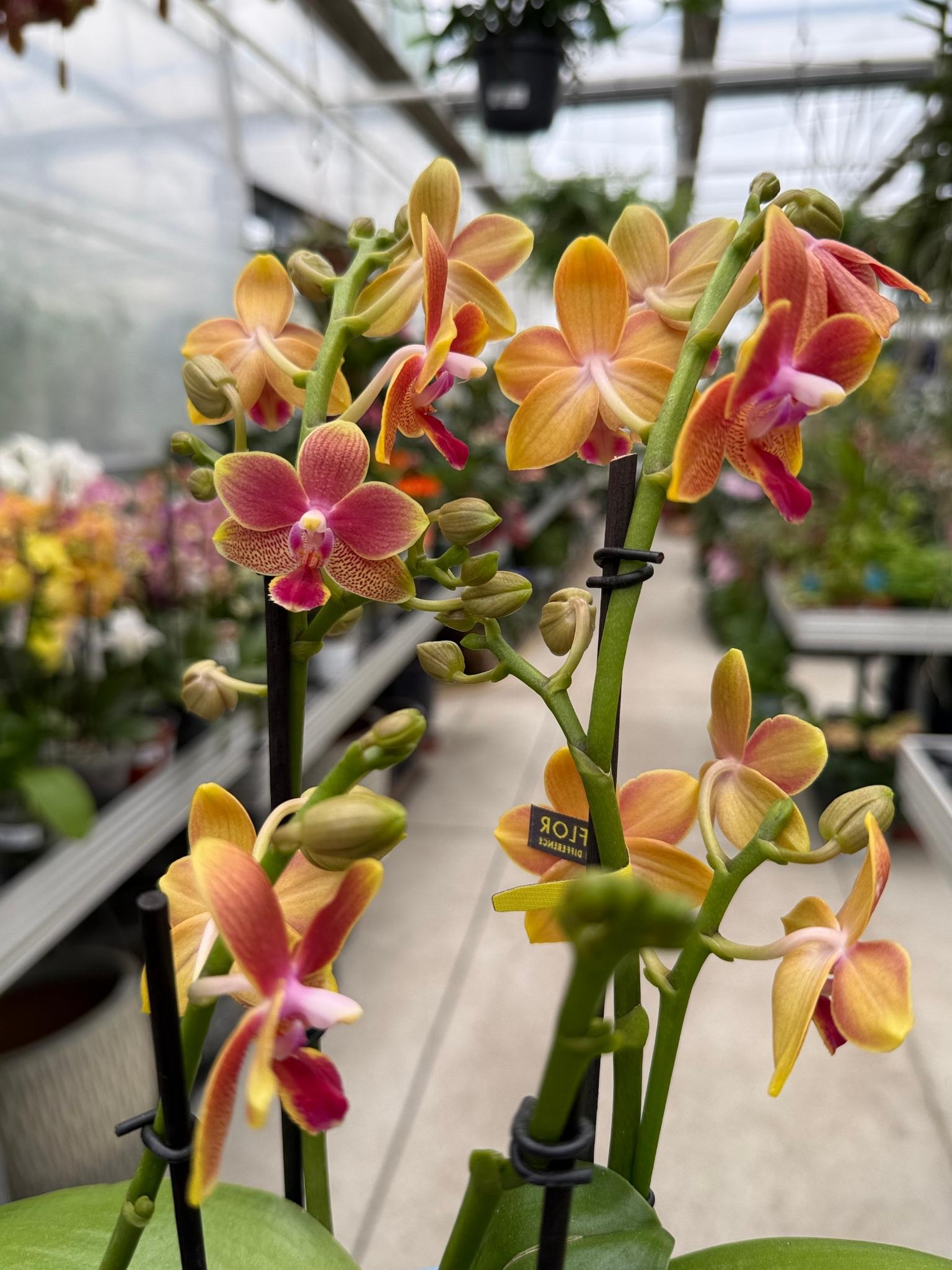 storczyk phalaenopsis limited 31