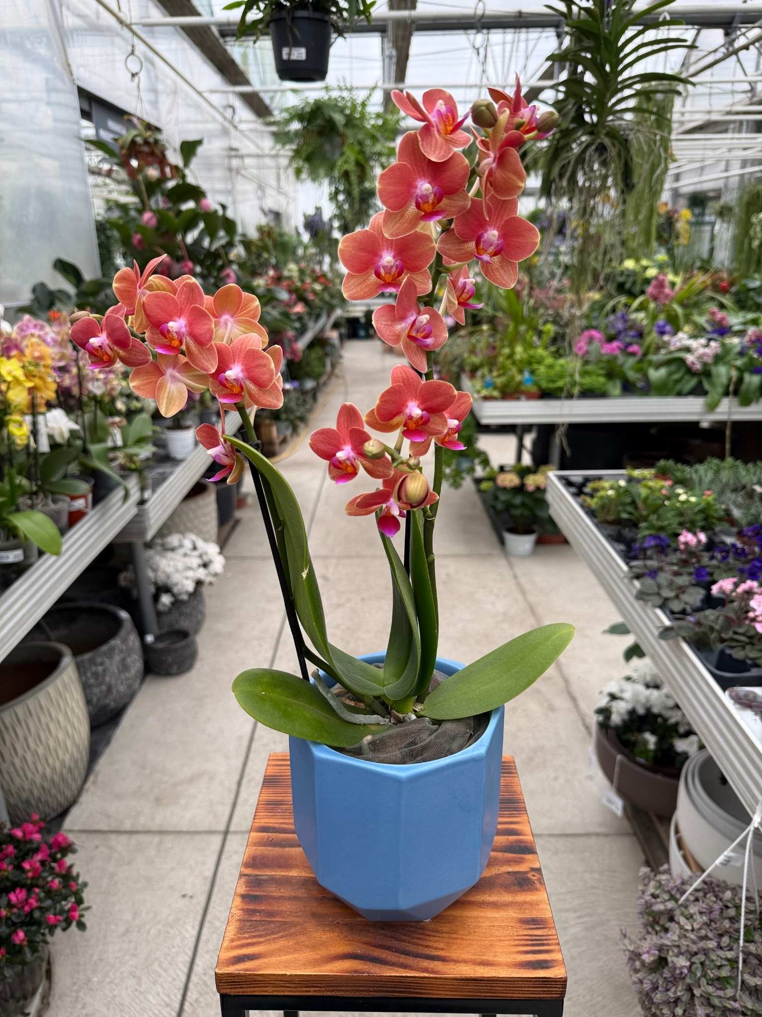 storczyk phalaenopsis soft touch