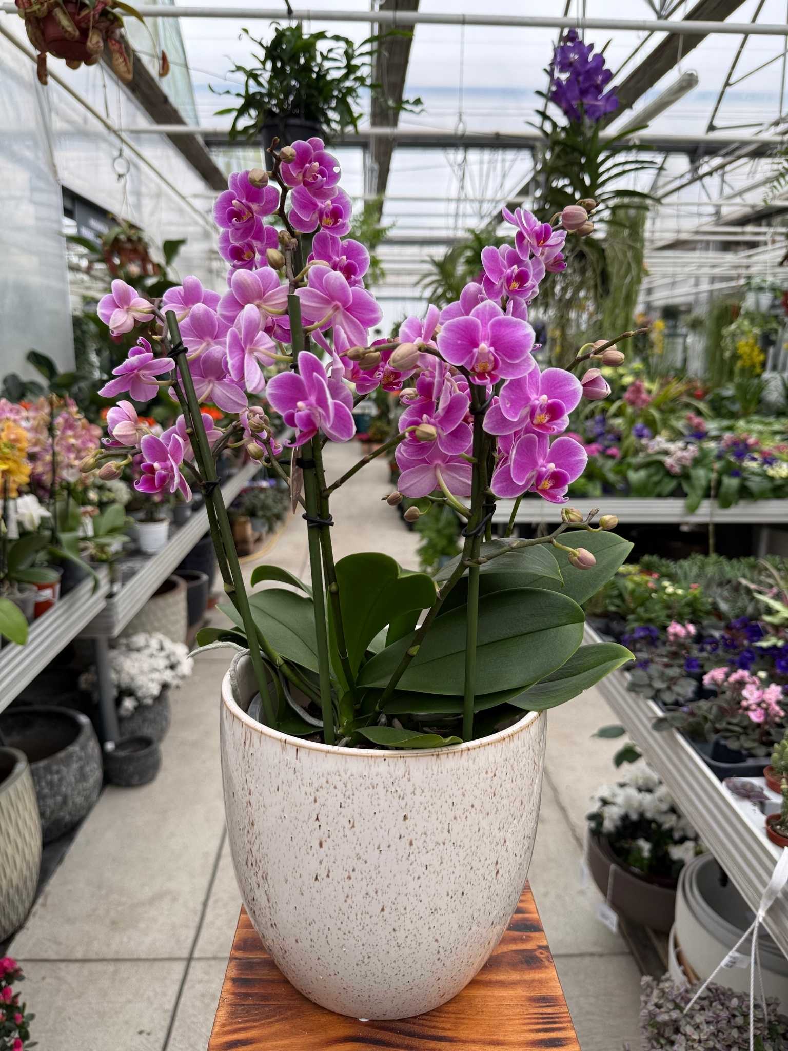 Storczyk Phalaenopsis Friday Flirt