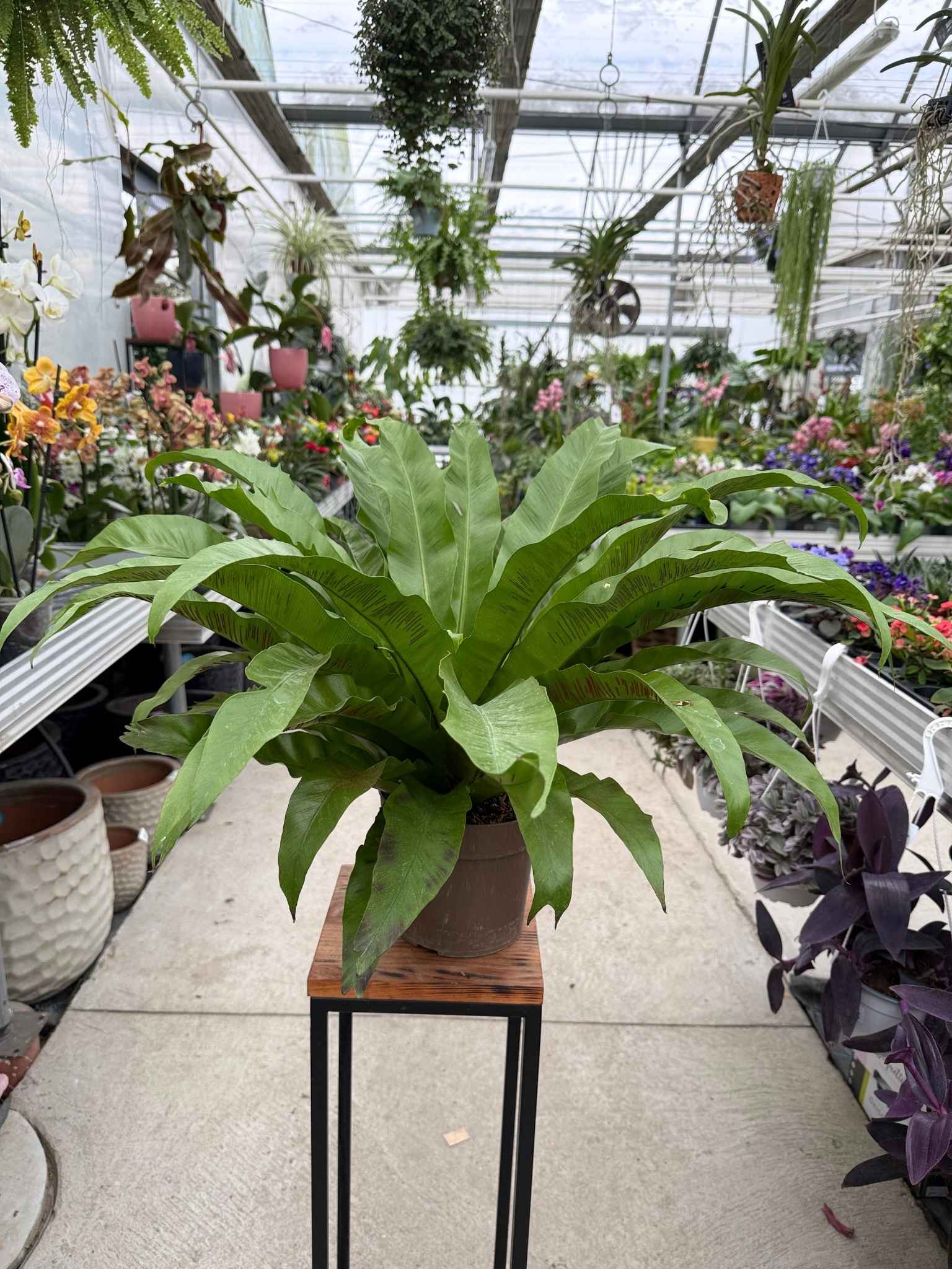 PAPROĆ ASPLENIUM NIDUS DAKILA P17