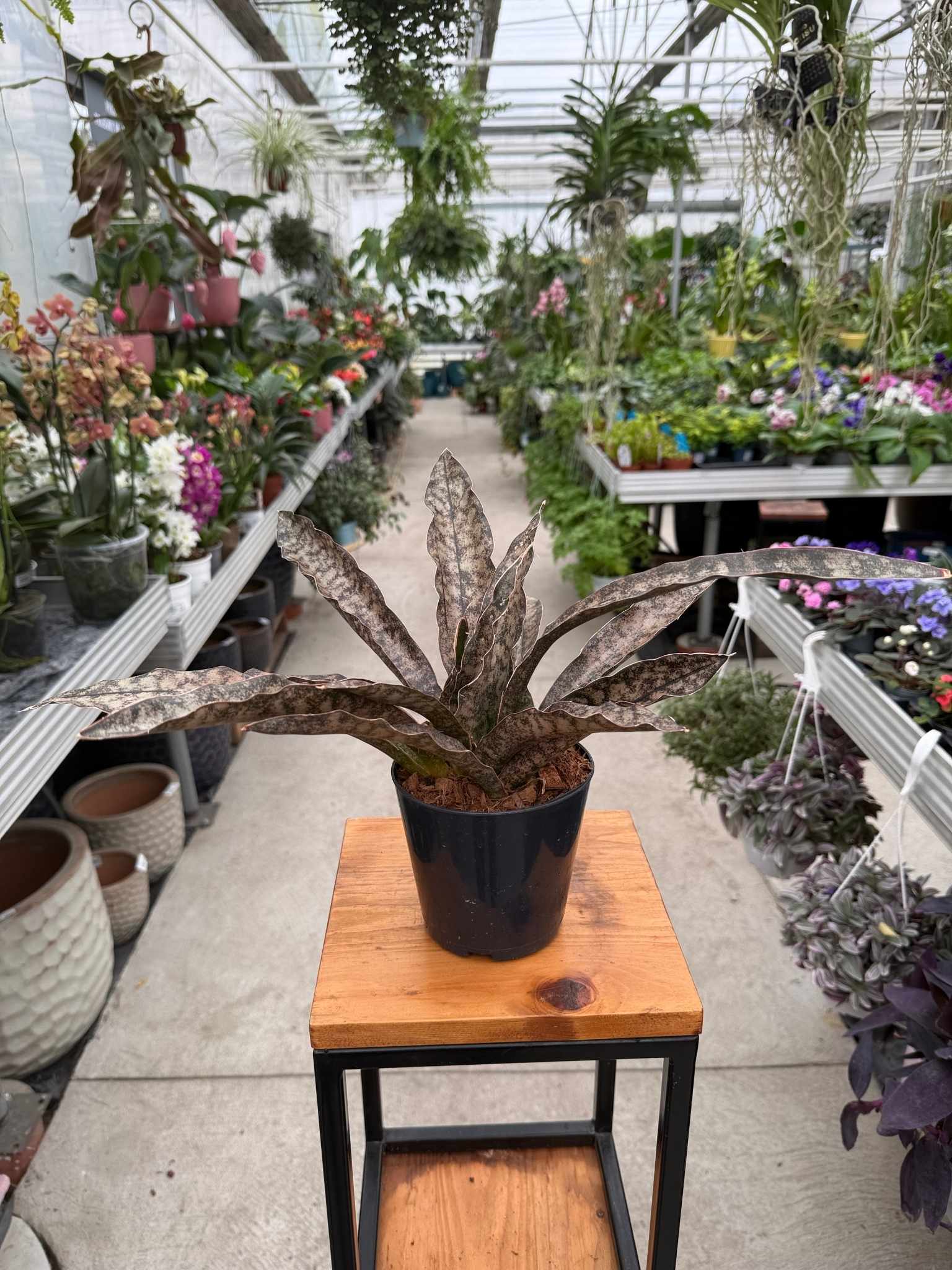 Sansevieria Copper Tone P12