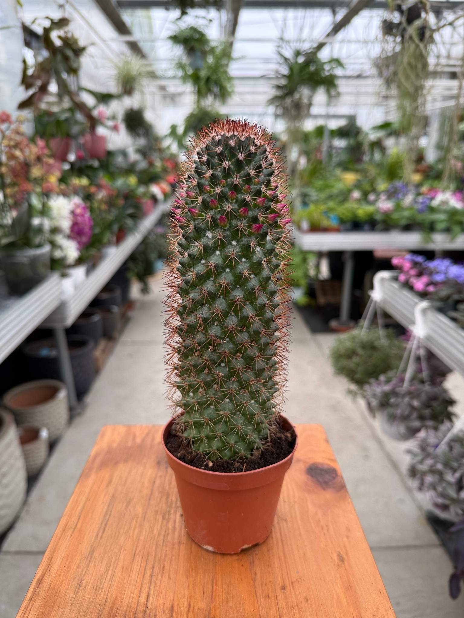 Cactus kwitnący