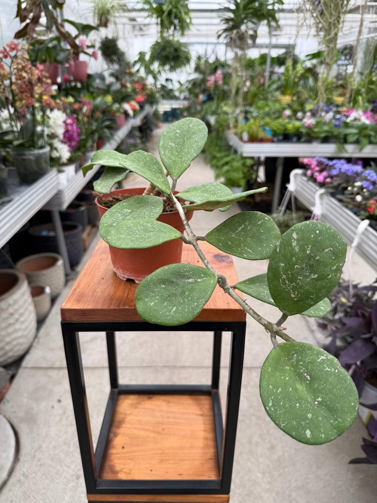 HOYA KERRI SPLASH P10,5