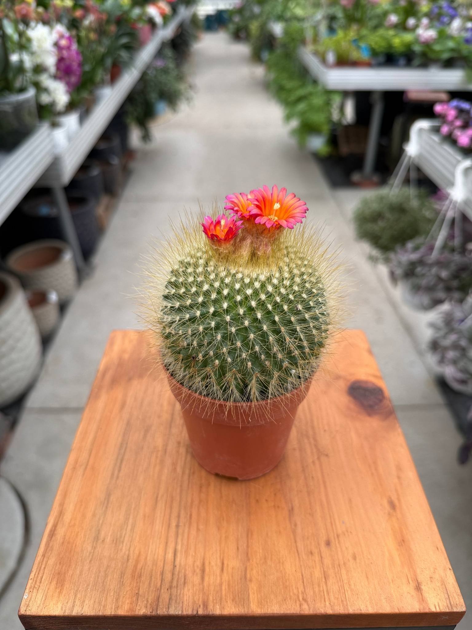 CACTUS PARODIA P8