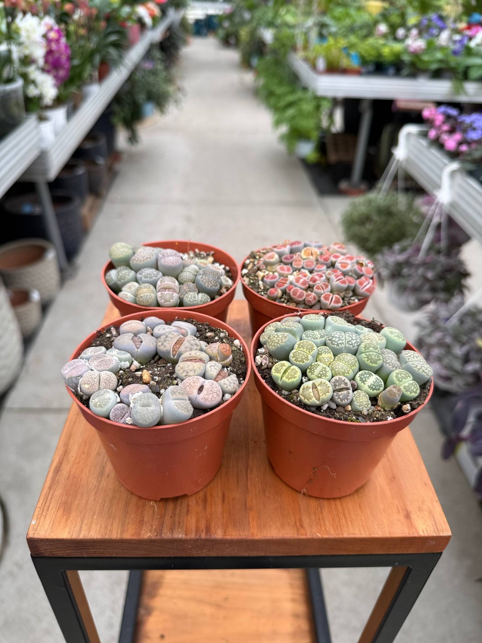 Lithops, żywy kamień