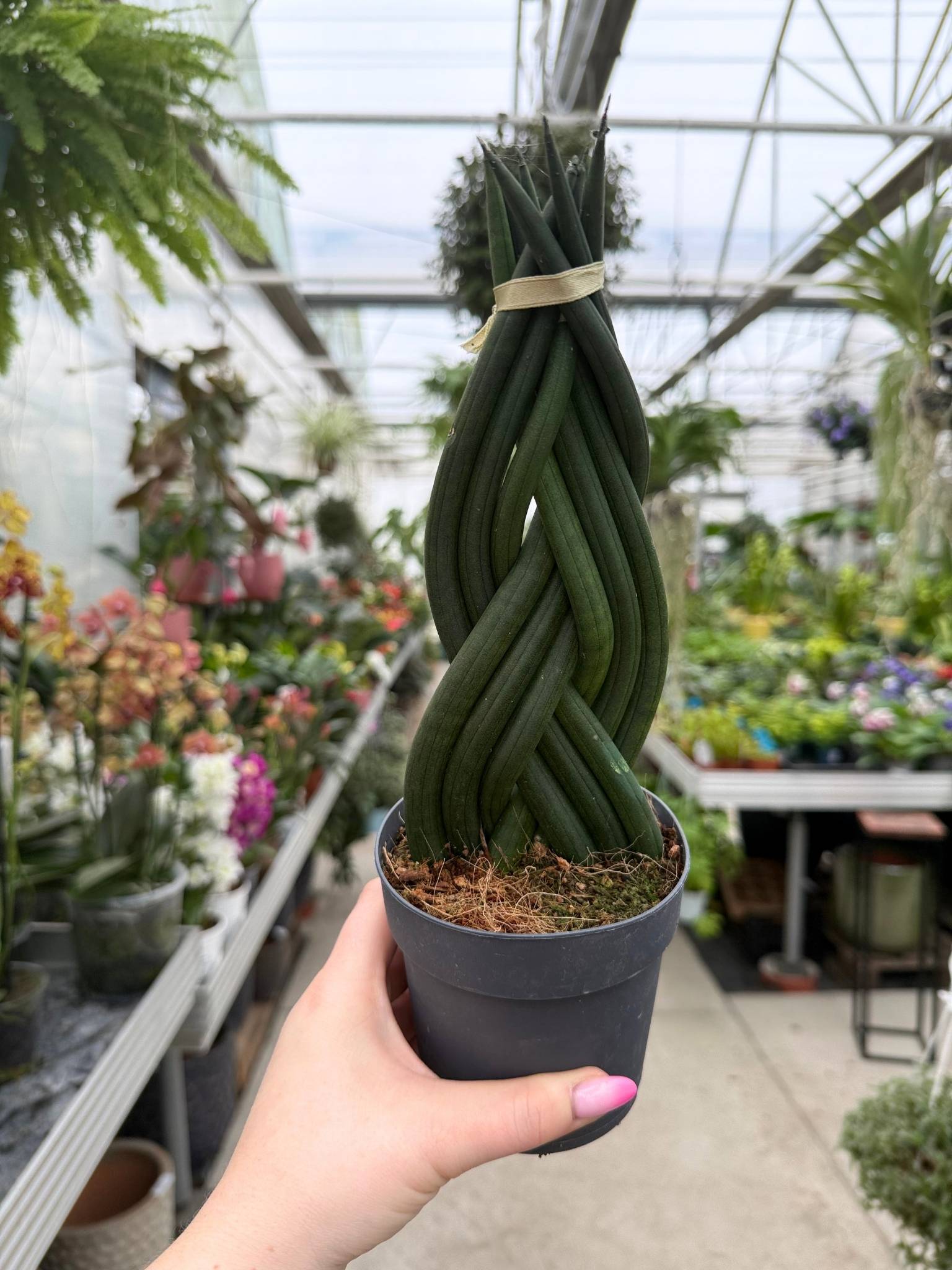 Sansevieria cylindrica p11