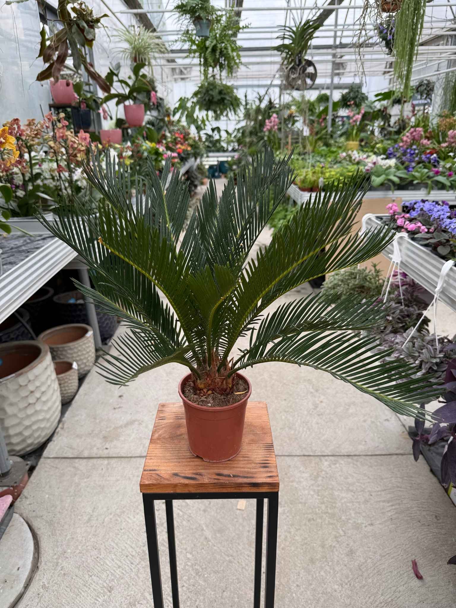 Cycas p12