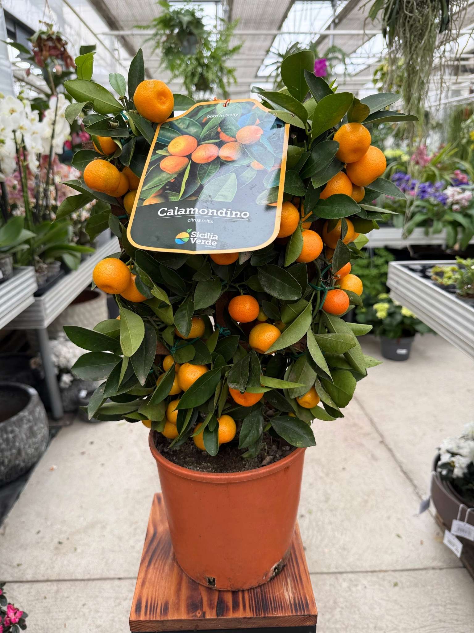 Mandarynka Citrus Calamondin