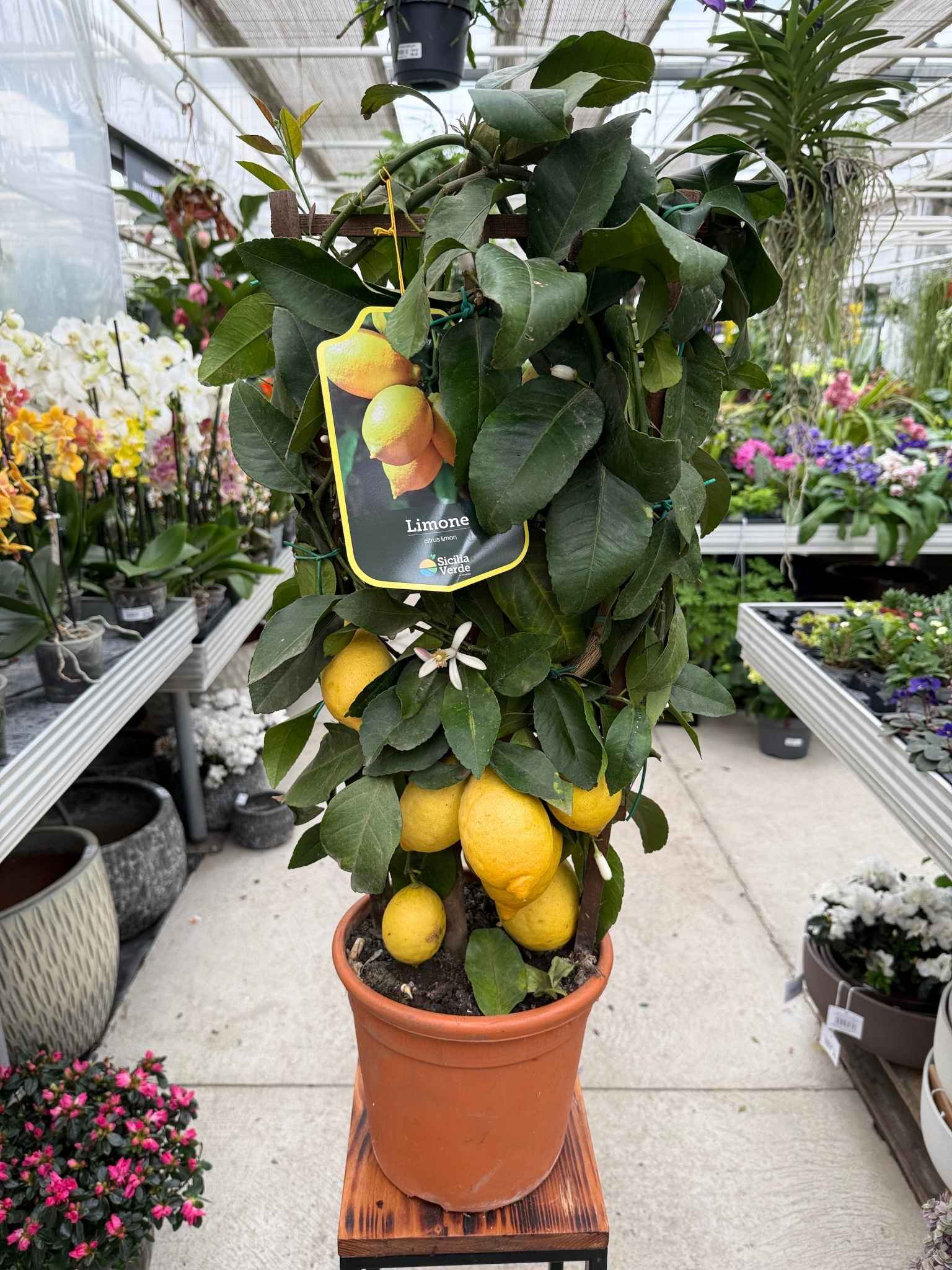 CYTRYNA – CITRUS LIMON