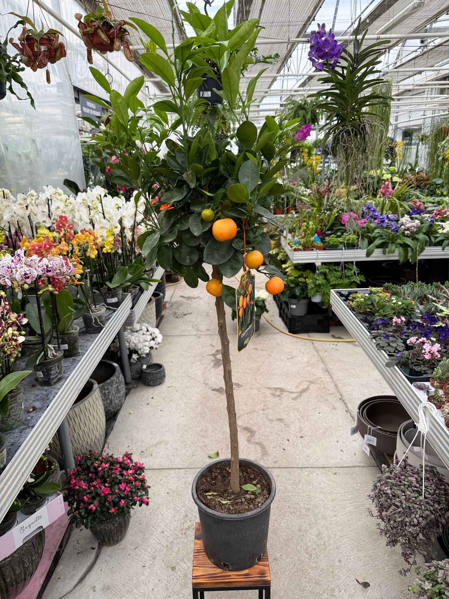 MANDARYNKA CITRUS CALAMONDIN