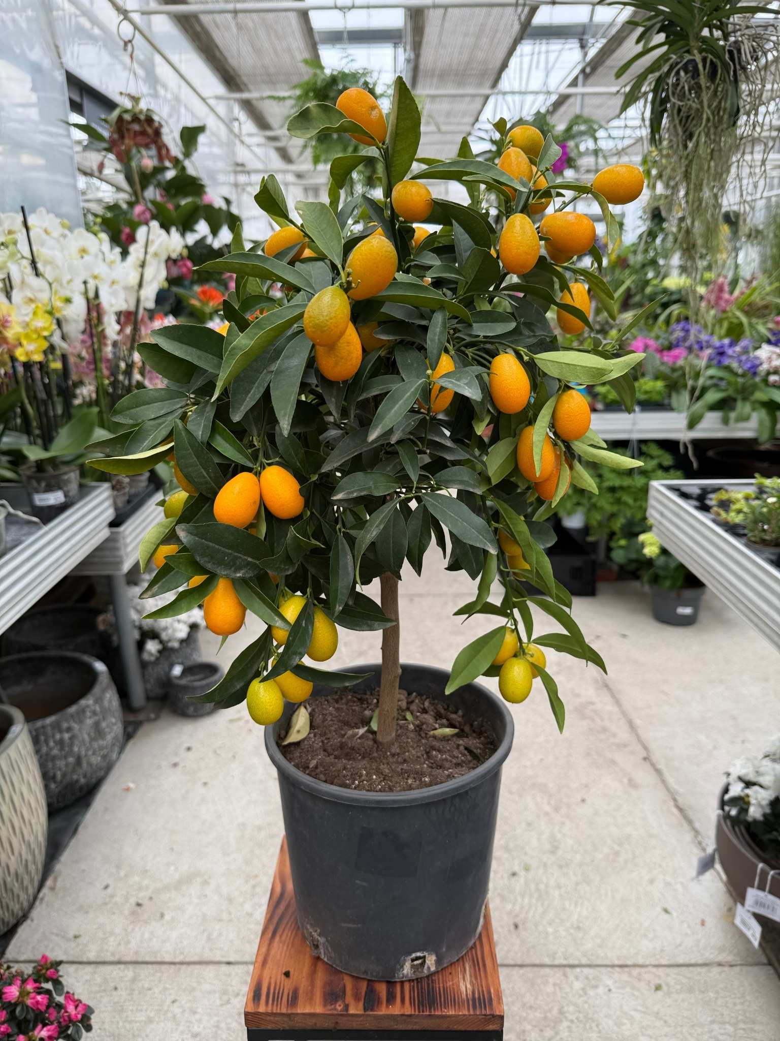 Mandarynka Citrus Kumquat
