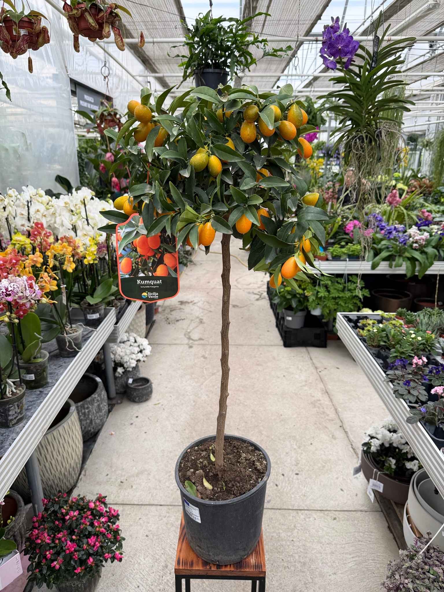 MANDARYNKA CITRUS KUMQUAT