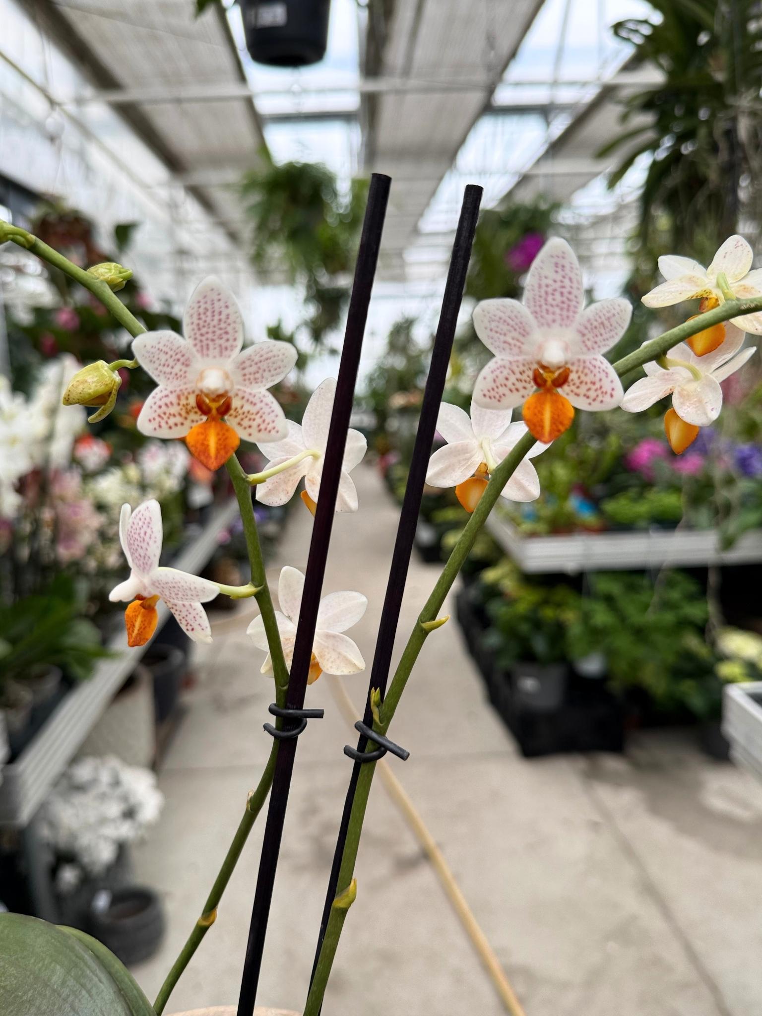 STORCZYK PHALENOPSIS LIMITED 18