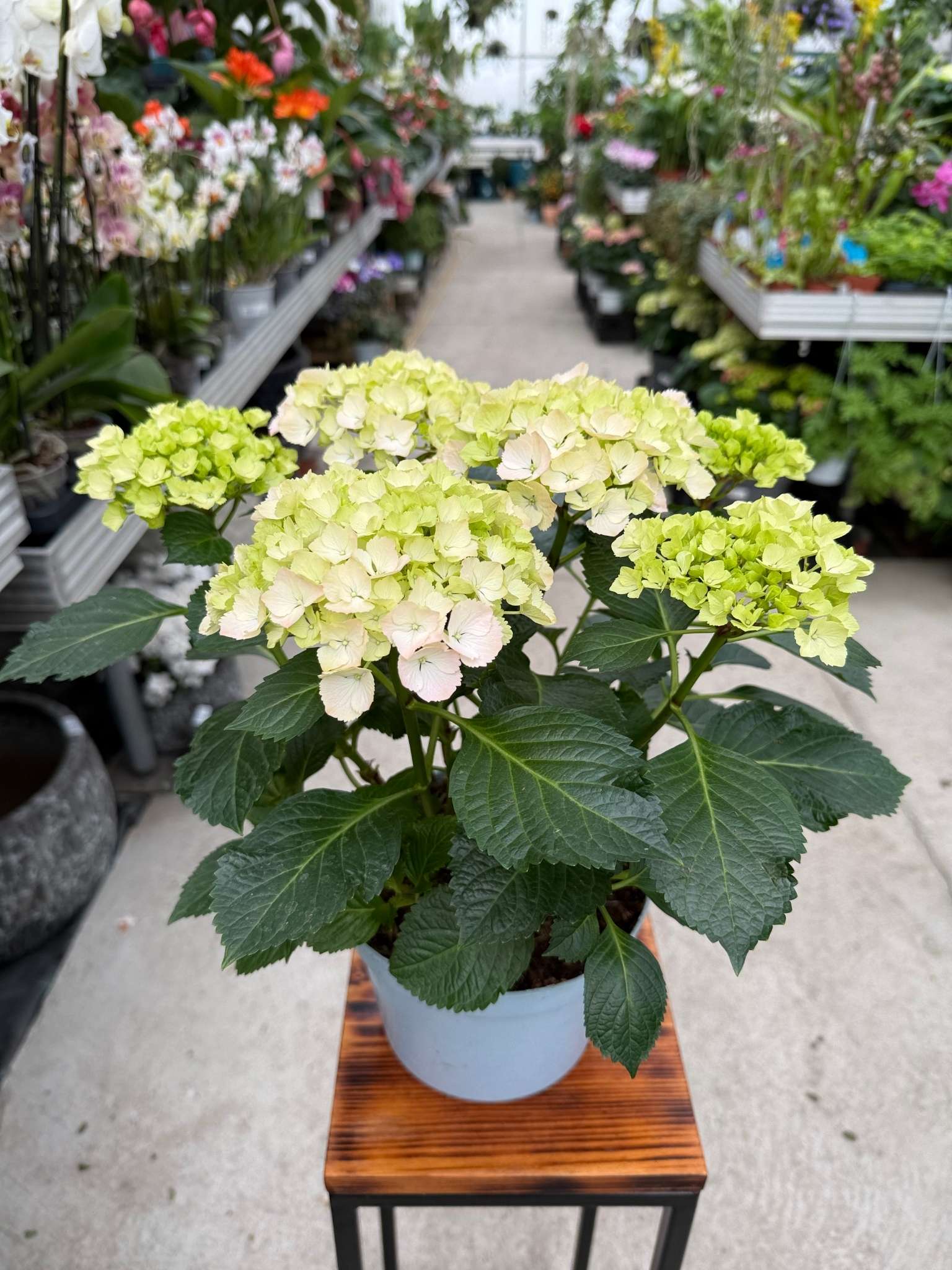 hortensja ogrodowa pudrowy róż