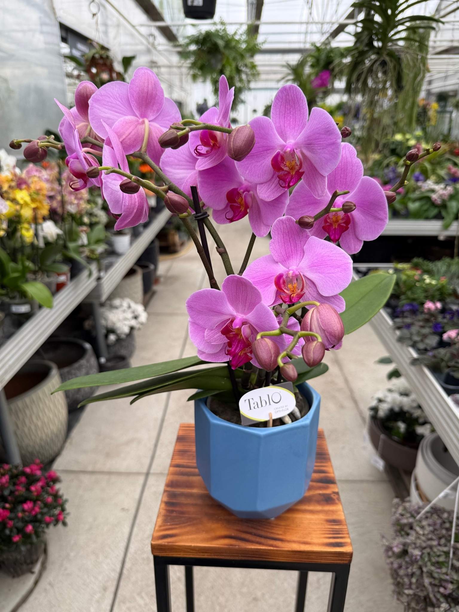 Storczyk Phalaenopsis Pink Lady