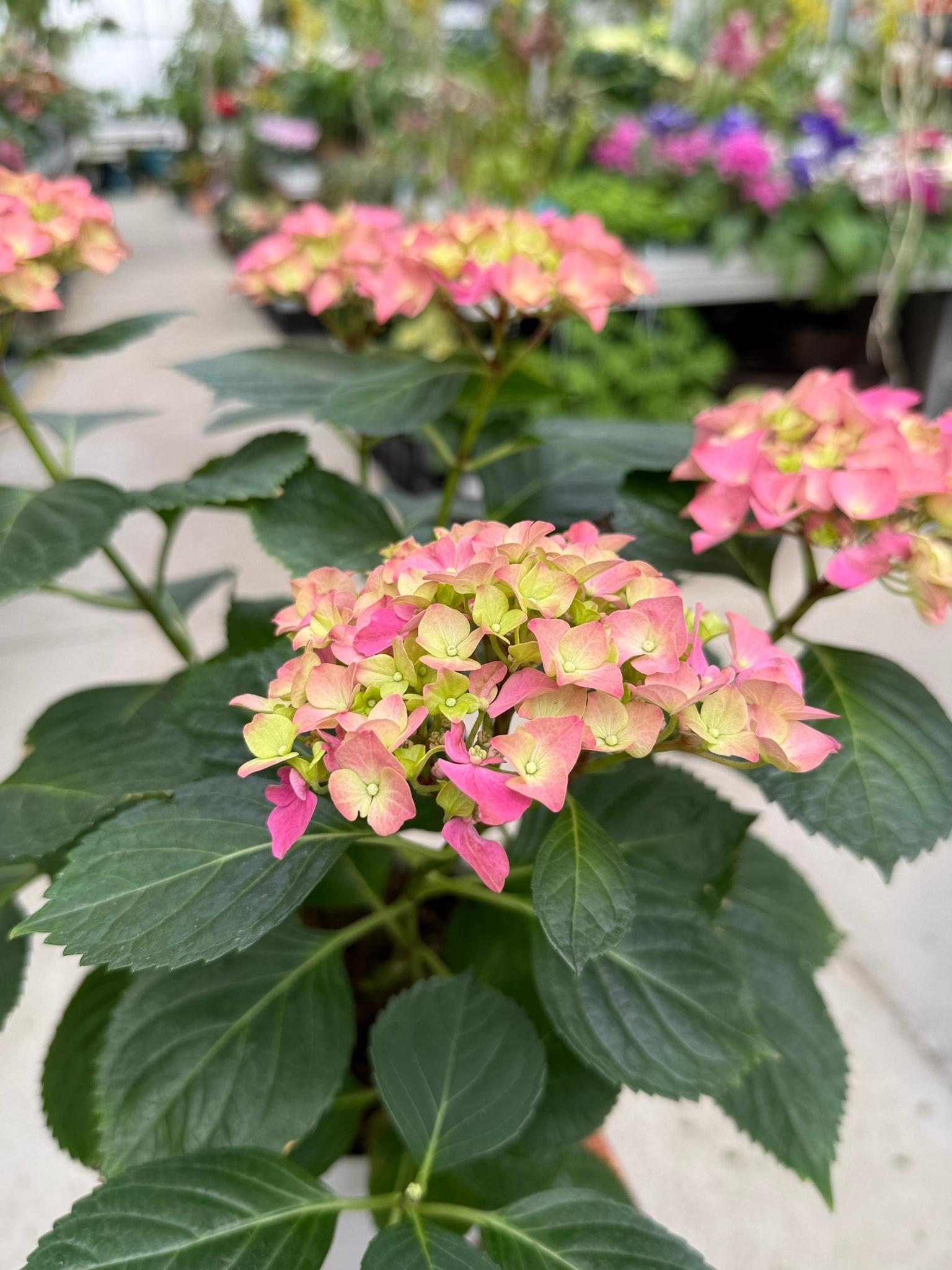 Hortensja ogrodowa różowa