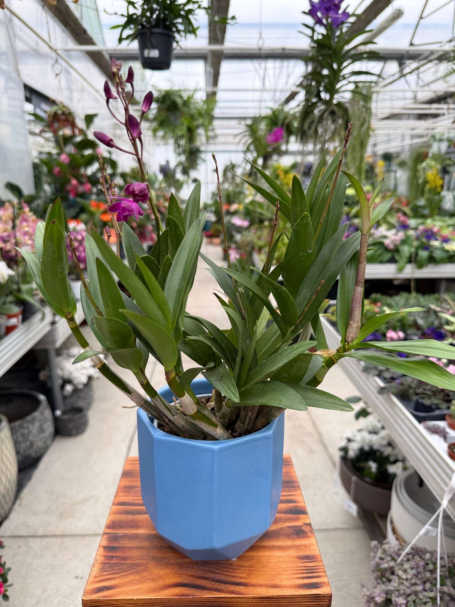 Dendrobium Berry Oda