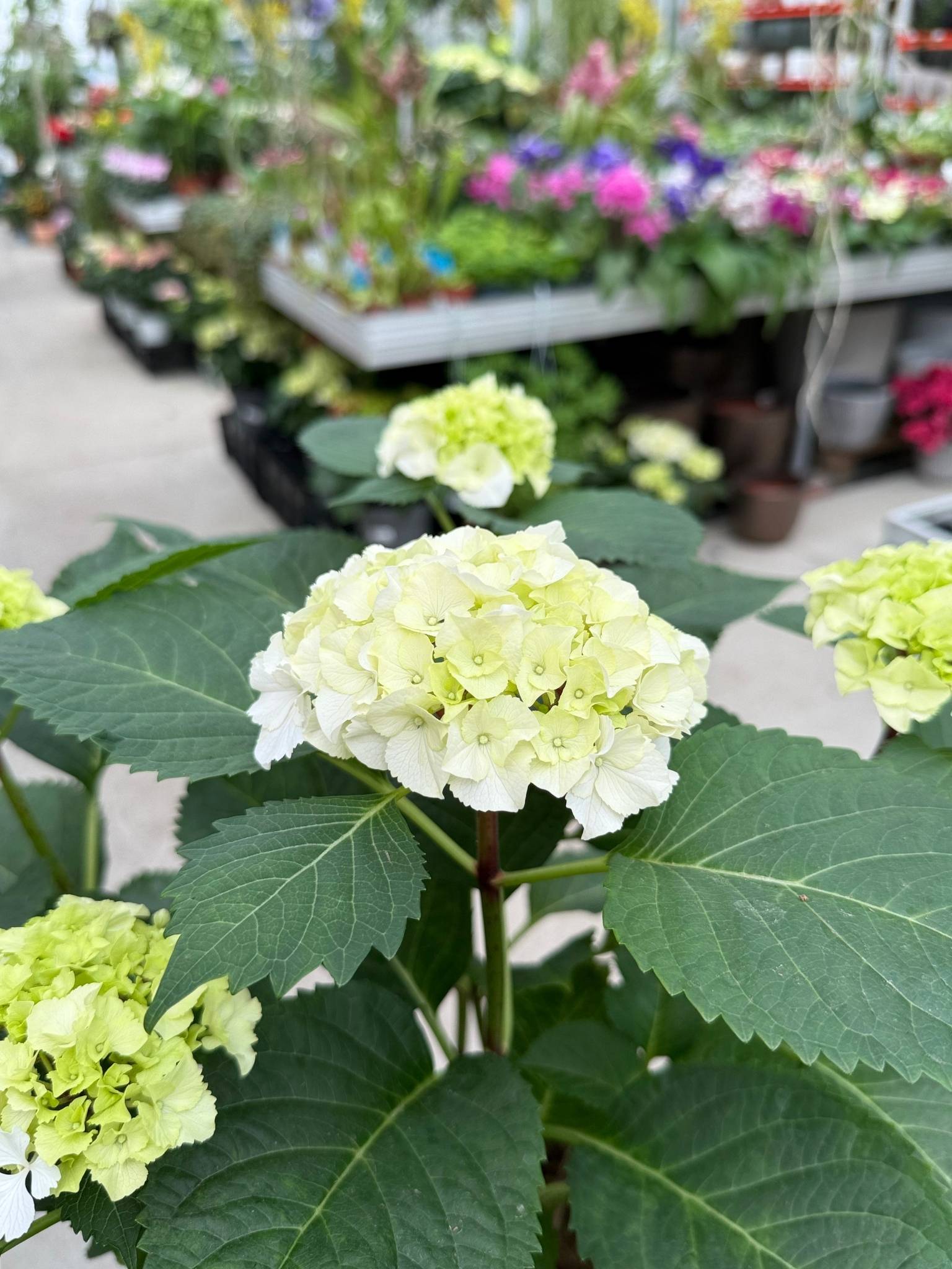 Hortensja ogrodowa biała