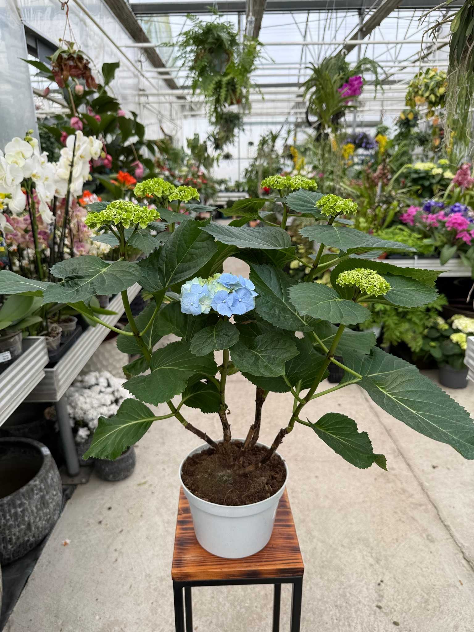 Hortensja ogrodowa niebieska