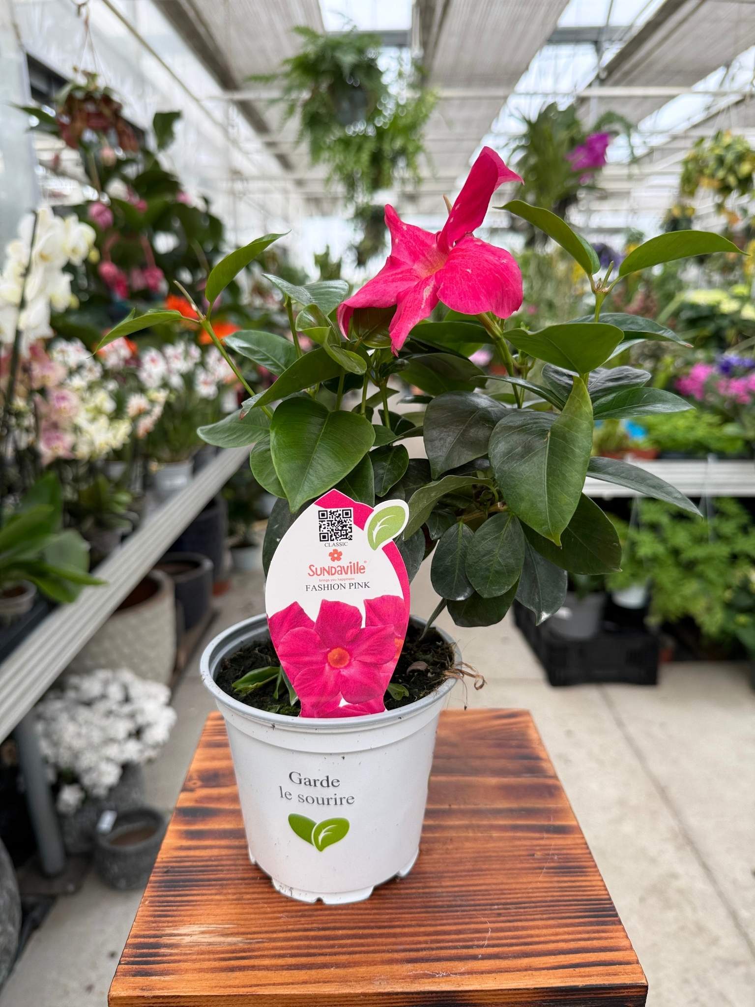 Sundaville Fashion Pink