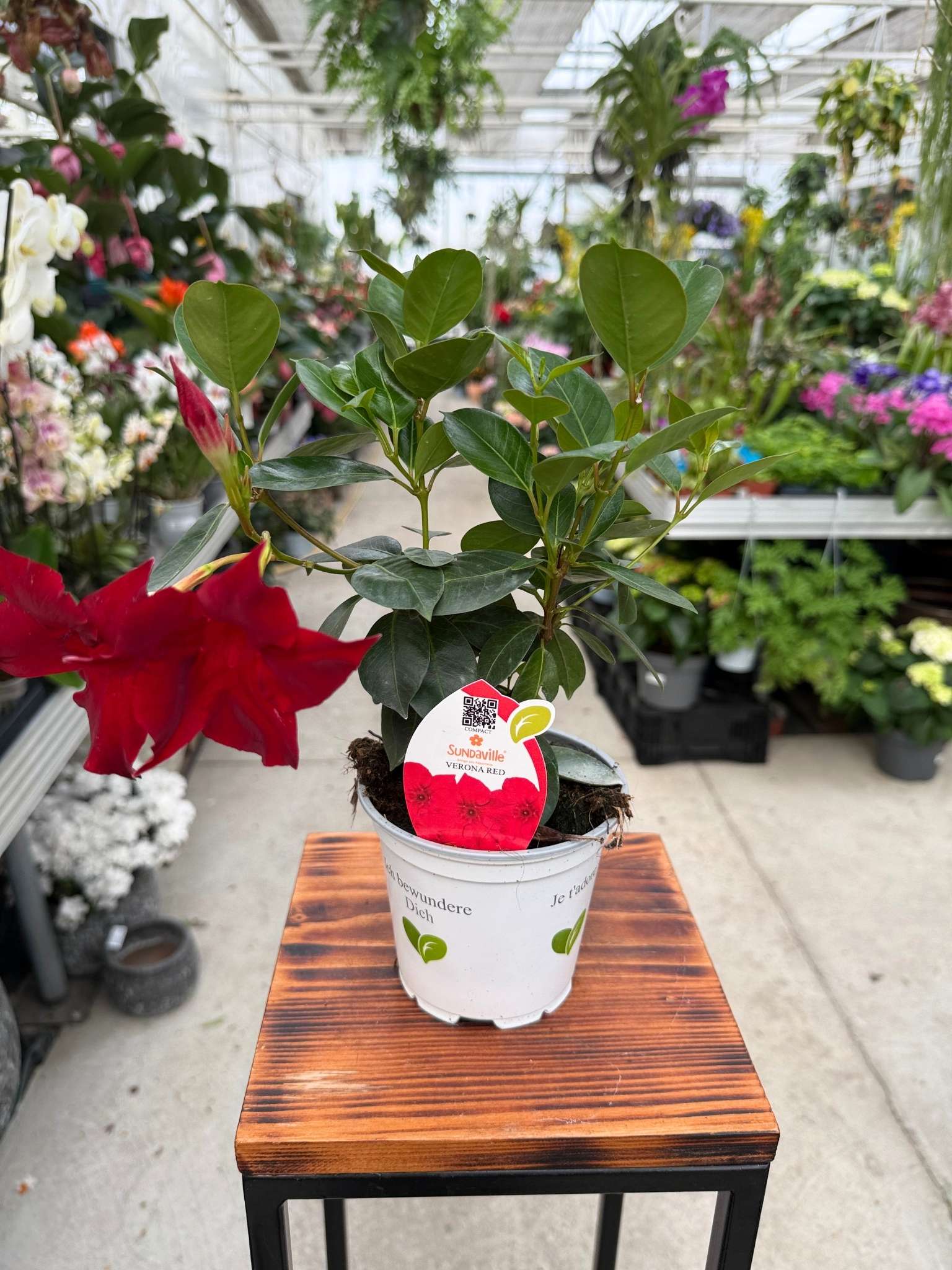 Sundaville Verona Red