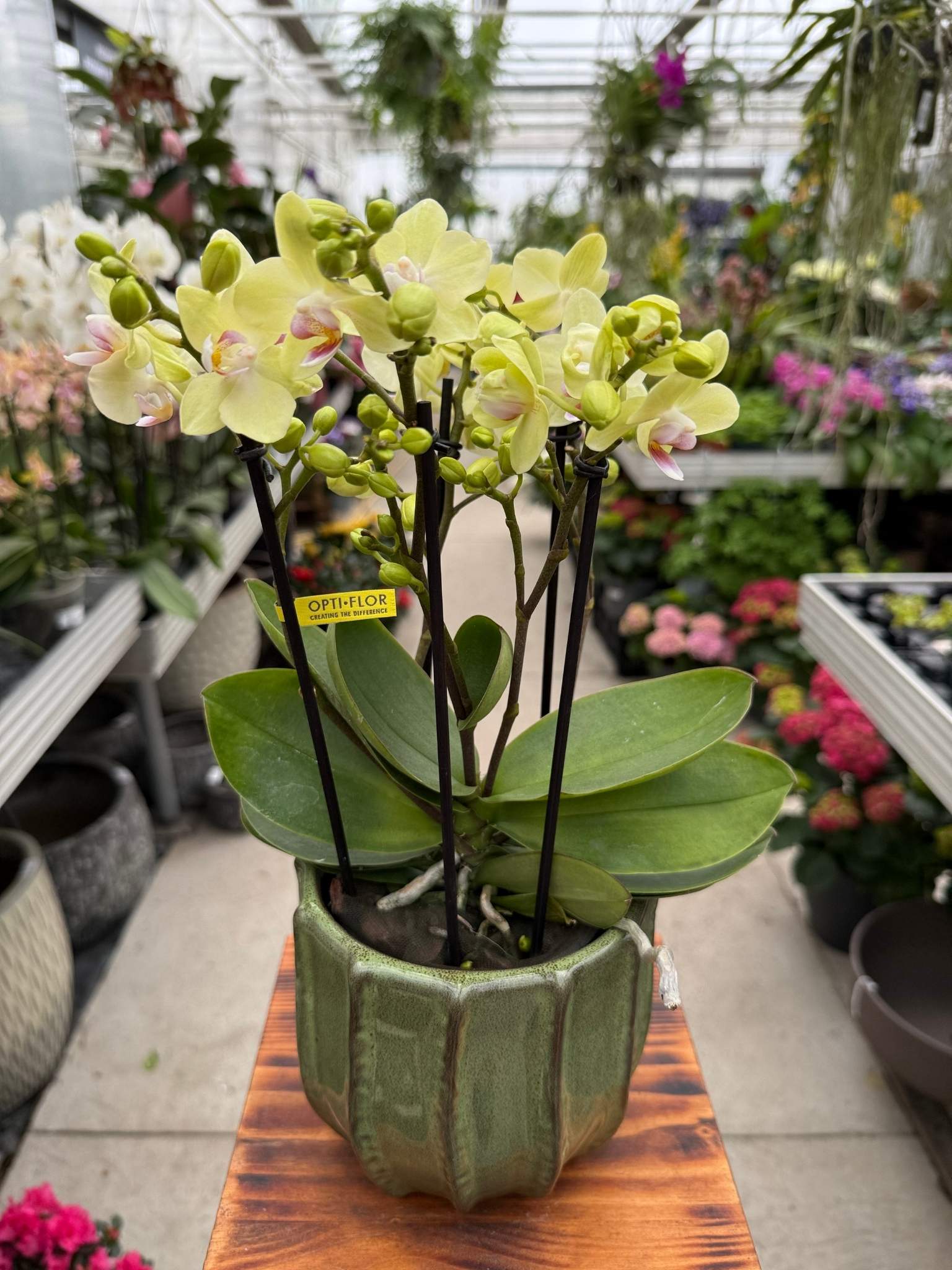 Storczyk yellow sensation