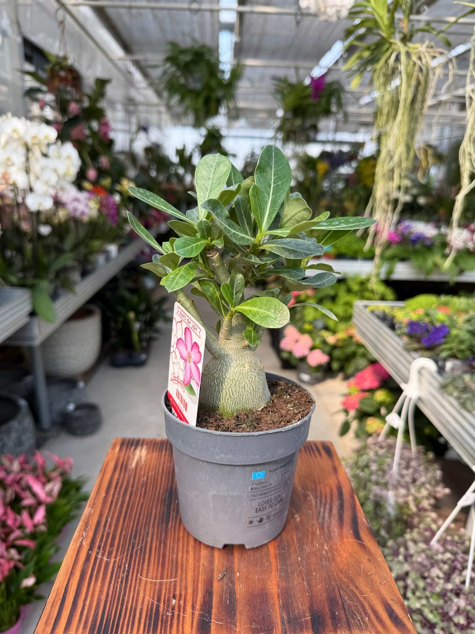 Adenium obesum Picotee