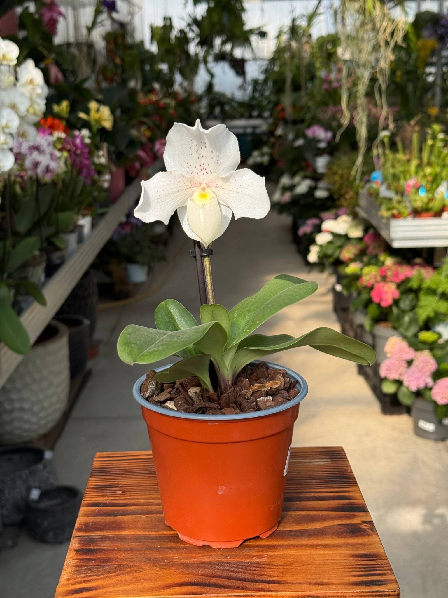 Paphiopedilum Rody Dawn
