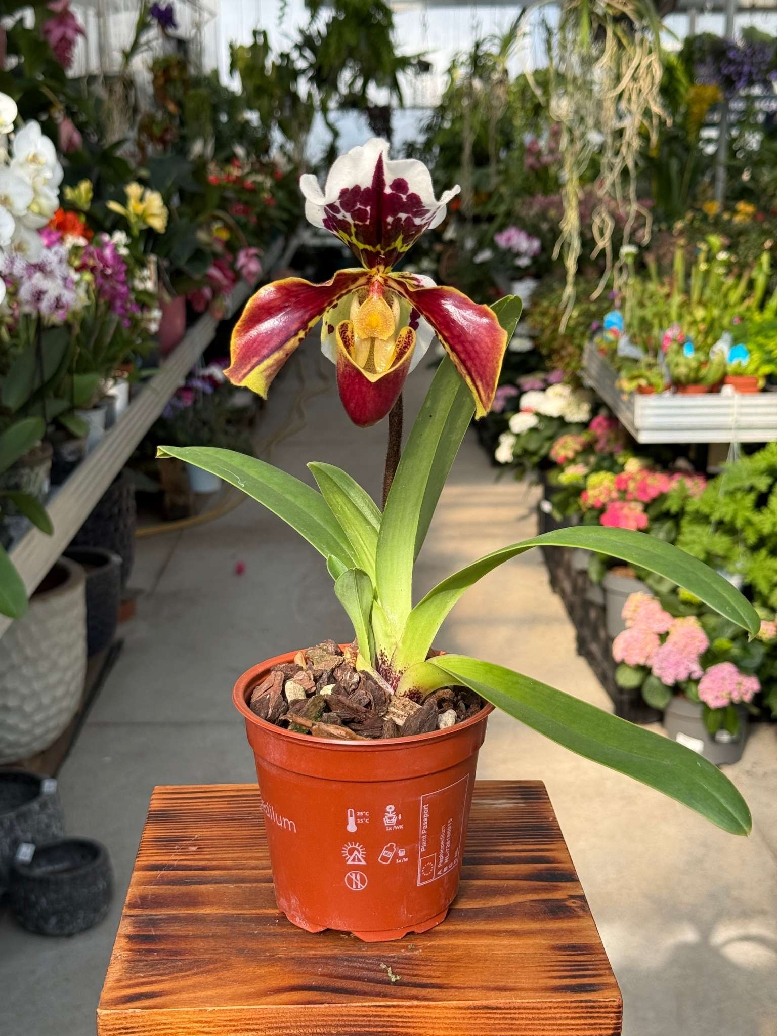 Paphiopedilum American Hybrid