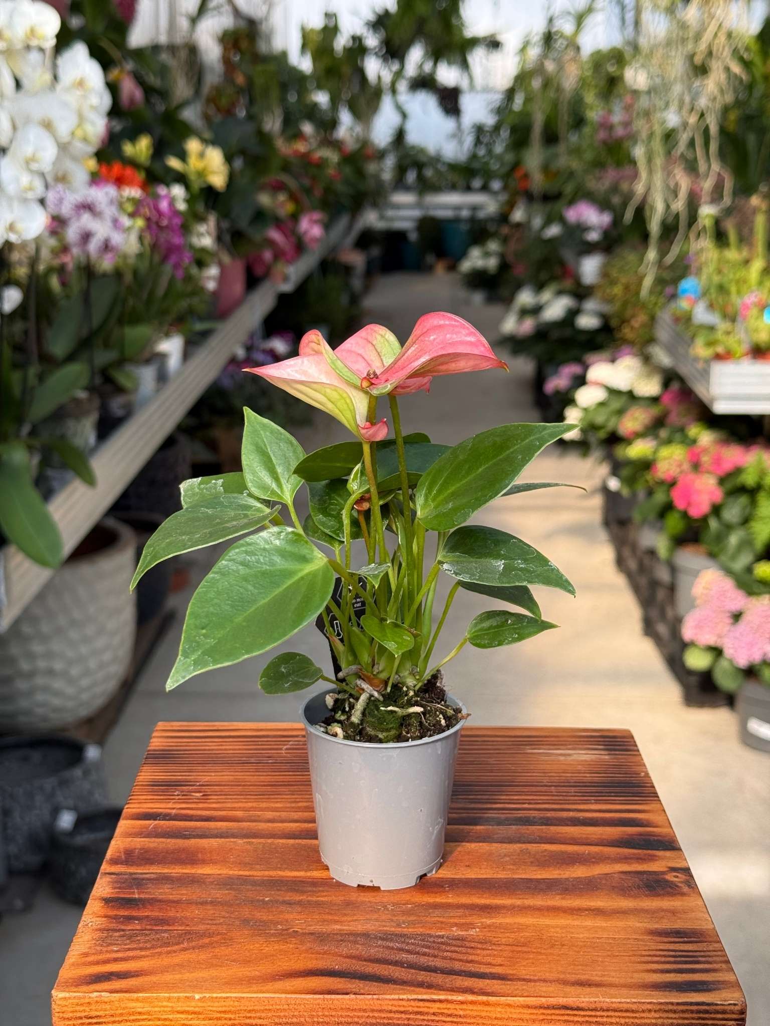 Anthurium Matata Pink