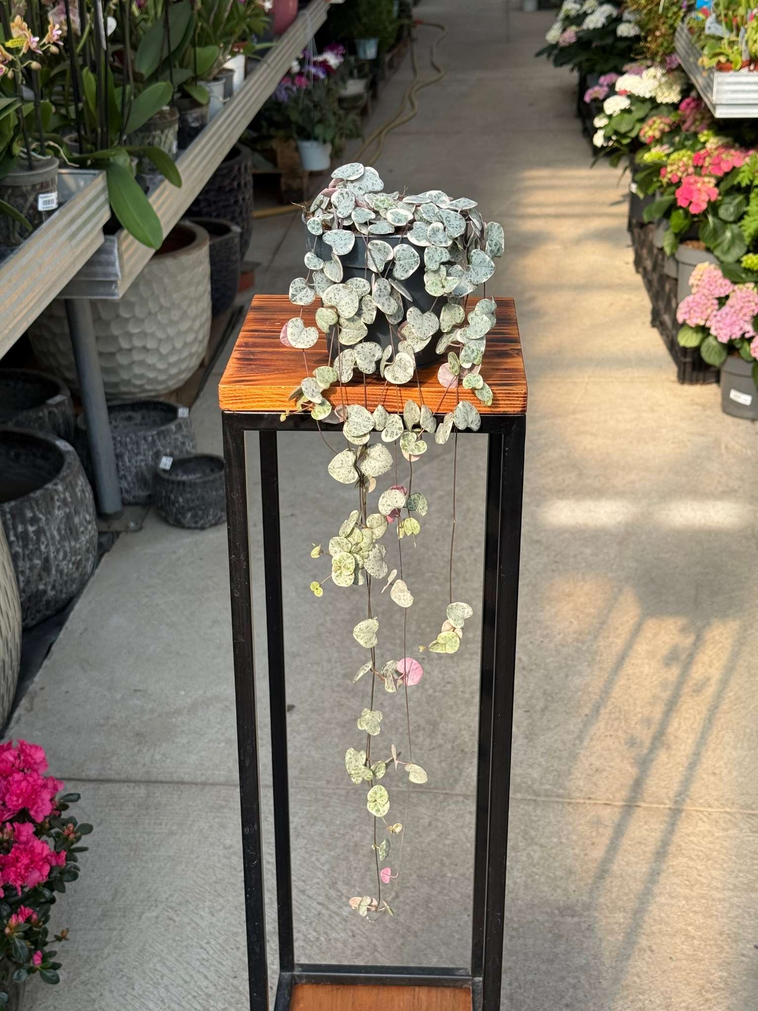 CEROPEGIA WOODI VARIEGATA P12