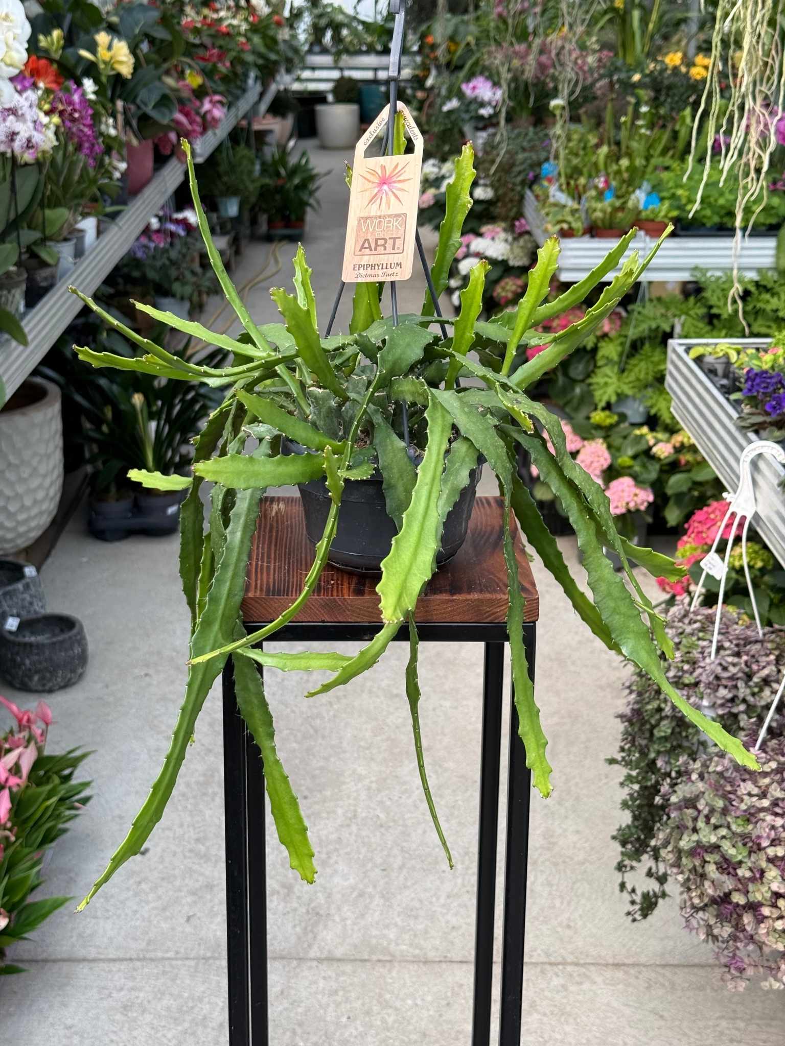 Epiphyllum Dietmar Peetz