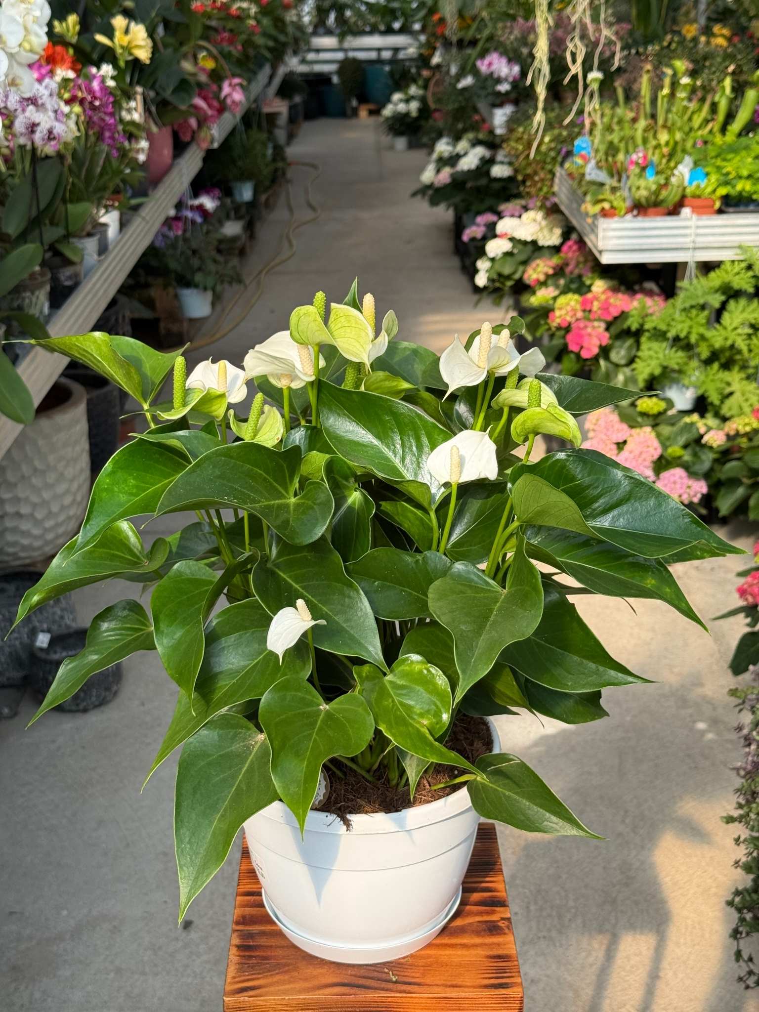 ANTHURIUM WHITE CHAMPION P20