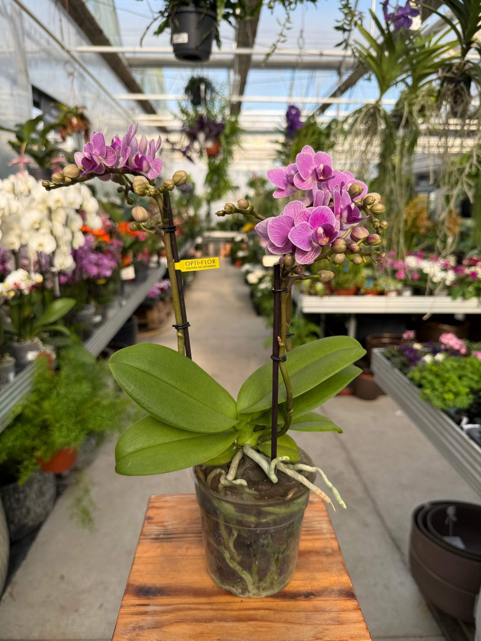 Storczyk Phalenopsis Violet Queen