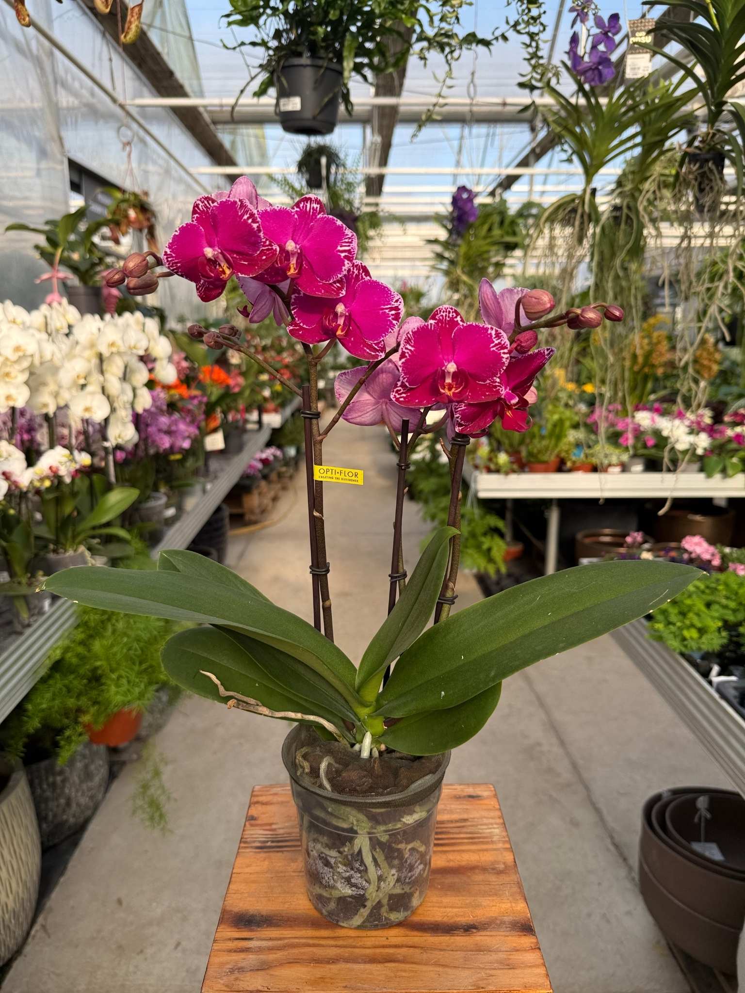 STORCZYK PHALENOPSIS PURPLE 3 TAK